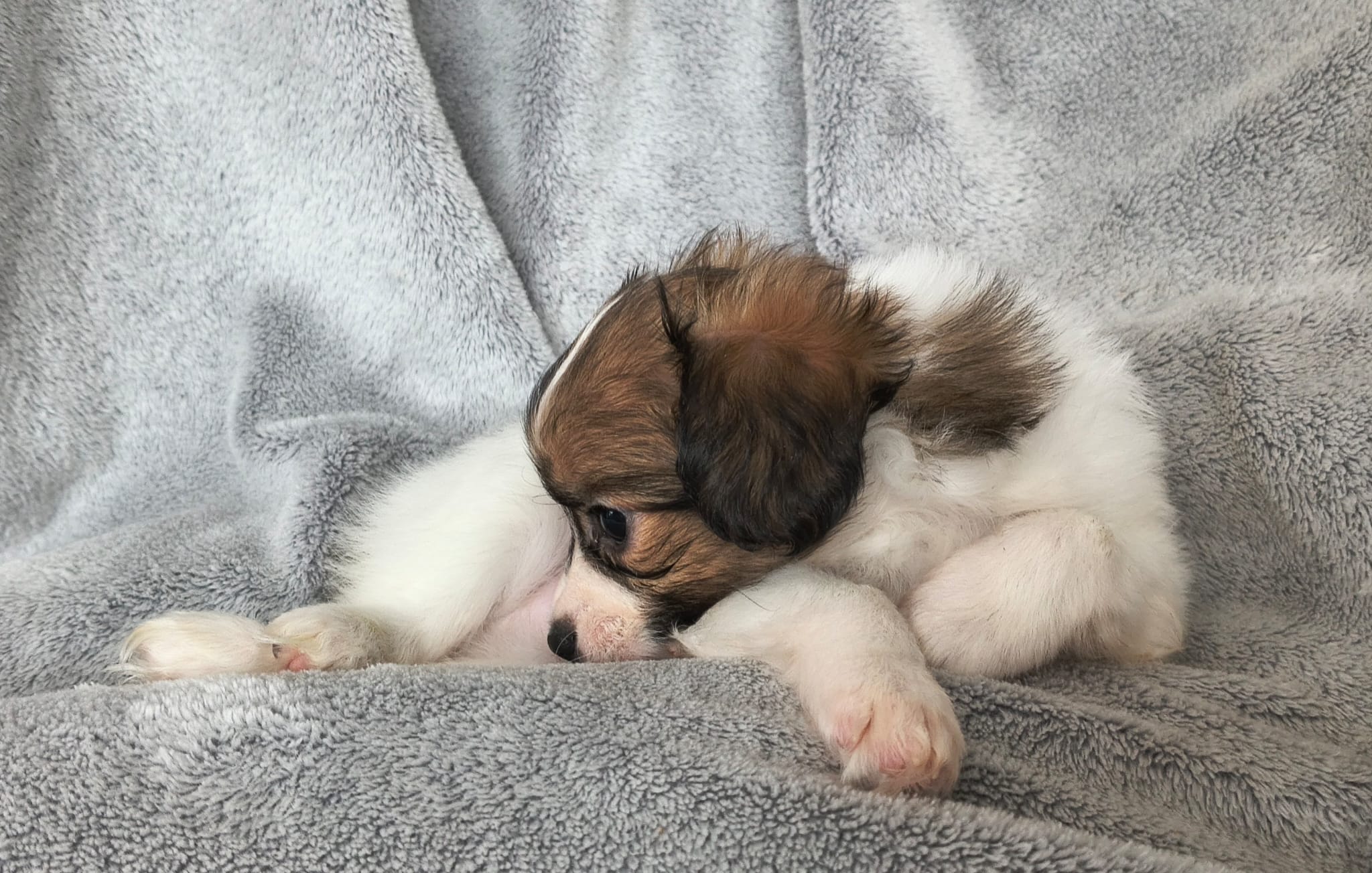 GUSTO-Abrazo-Alado-phalene-litter-G-02