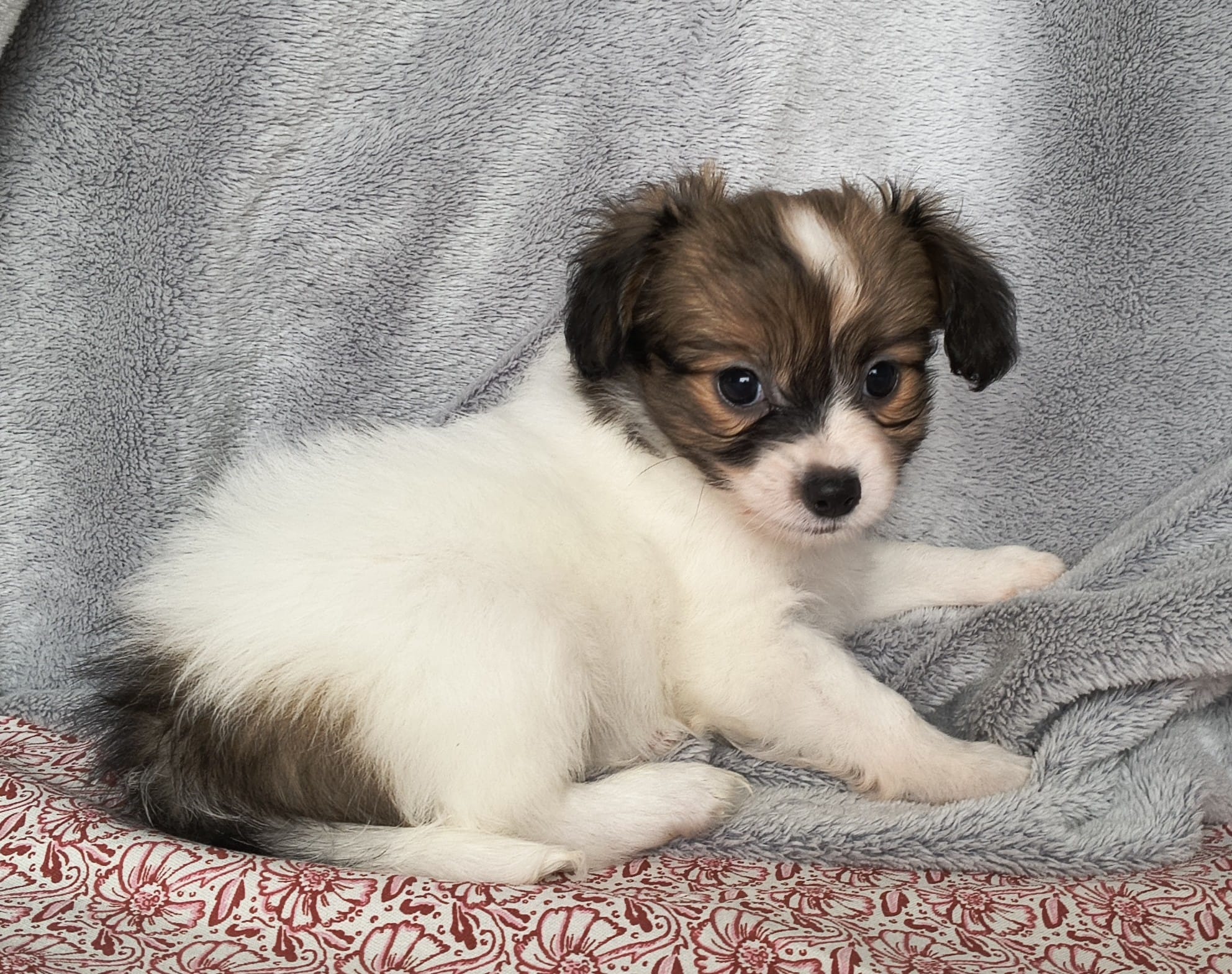 GUSTO-Abrazo-Alado-phalene-litter-G-04