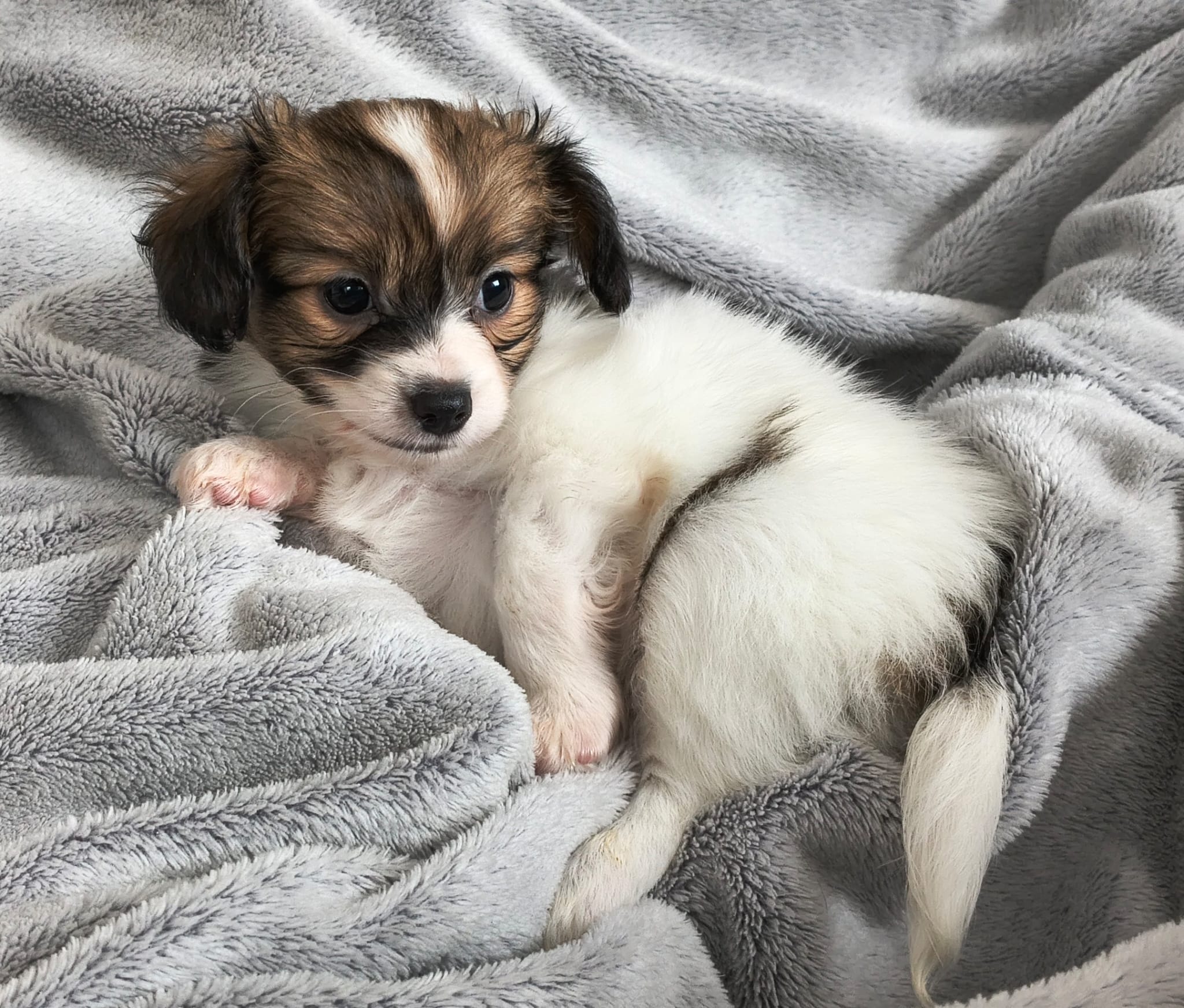 GUSTO-Abrazo-Alado-phalene-litter-G-05