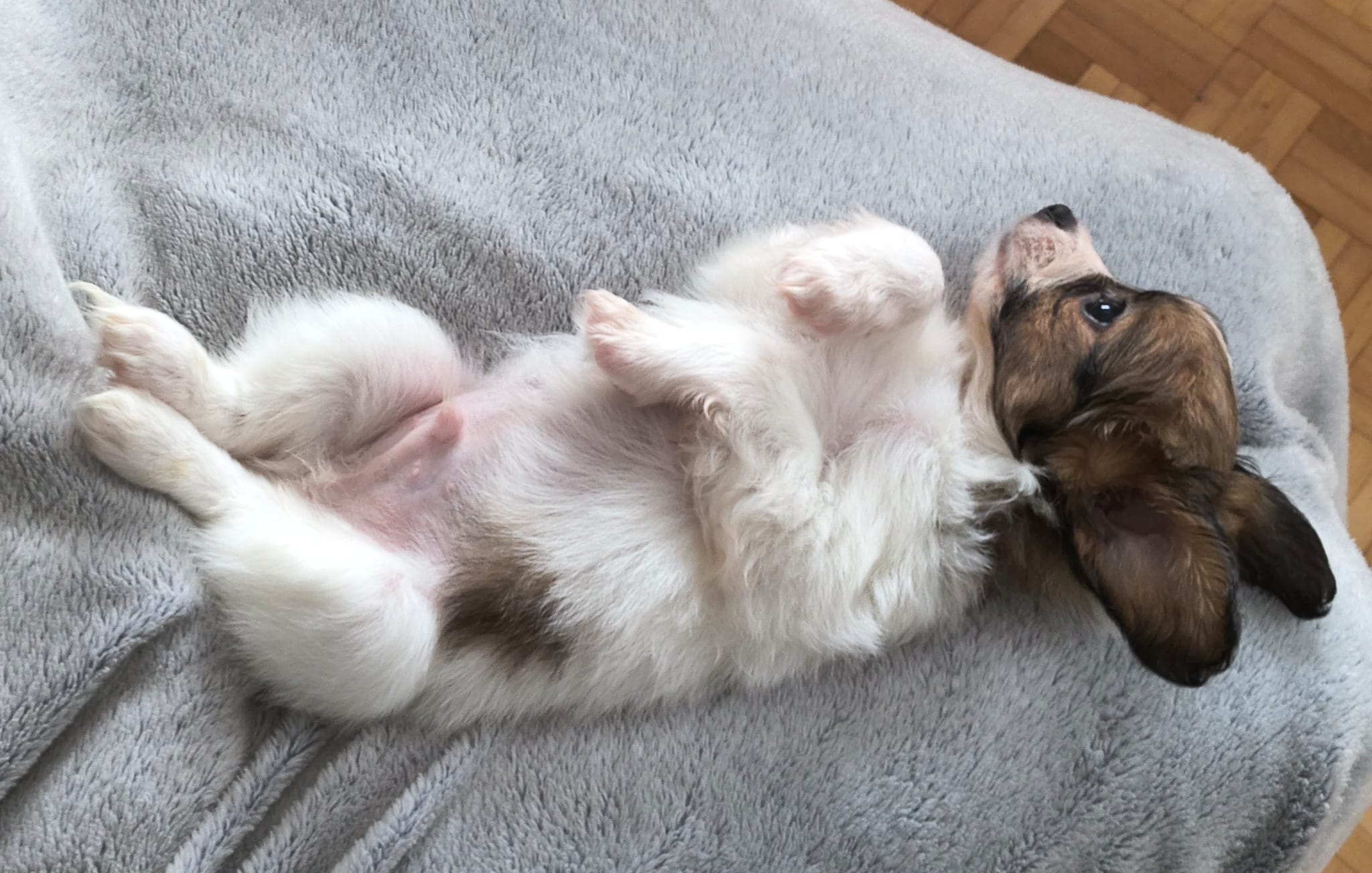 GUSTO-Abrazo-Alado-phalene-litter-G-06