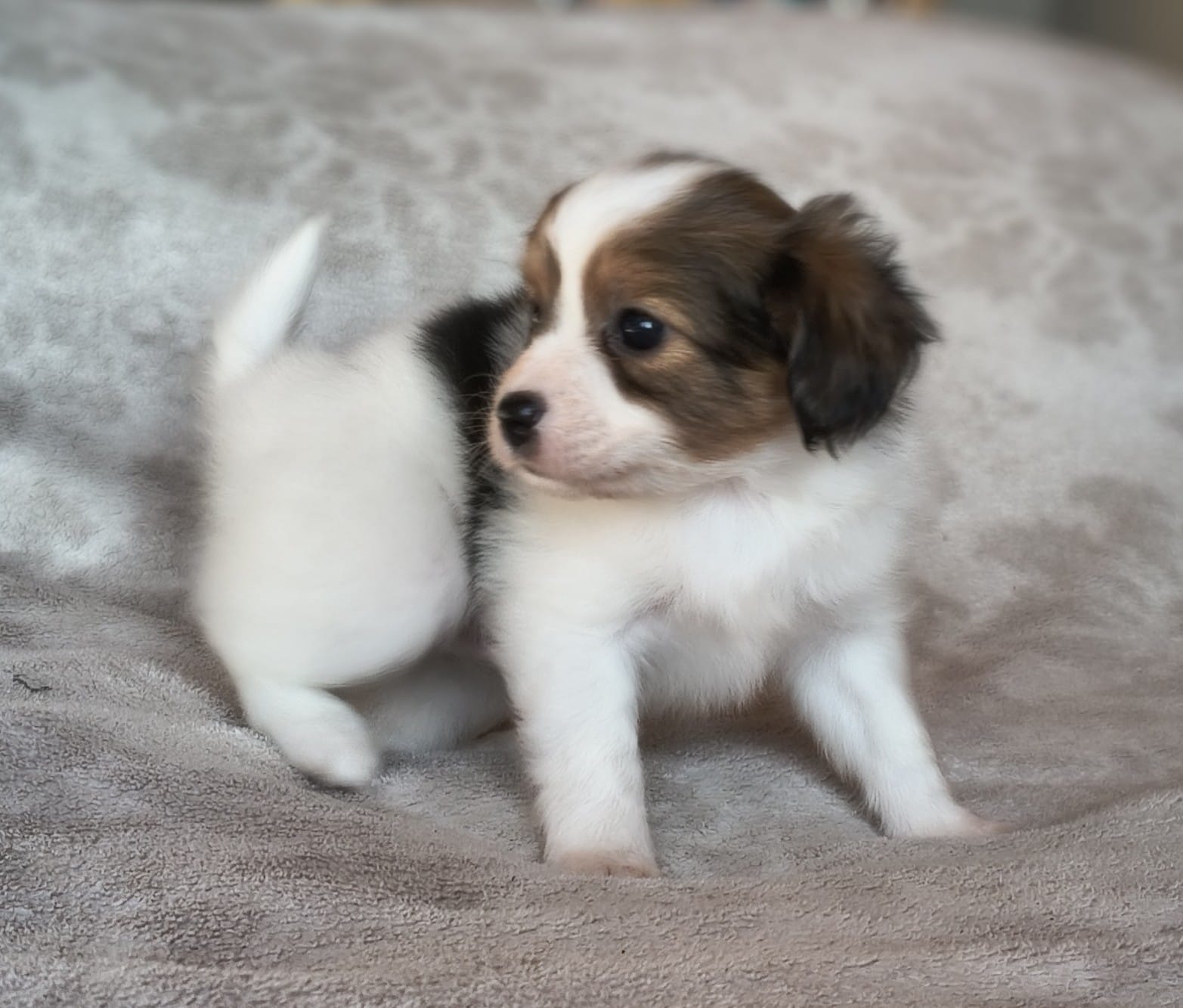 geronimo-01-Abrazo-Alado-FCI-phalene-pl-10-weeks