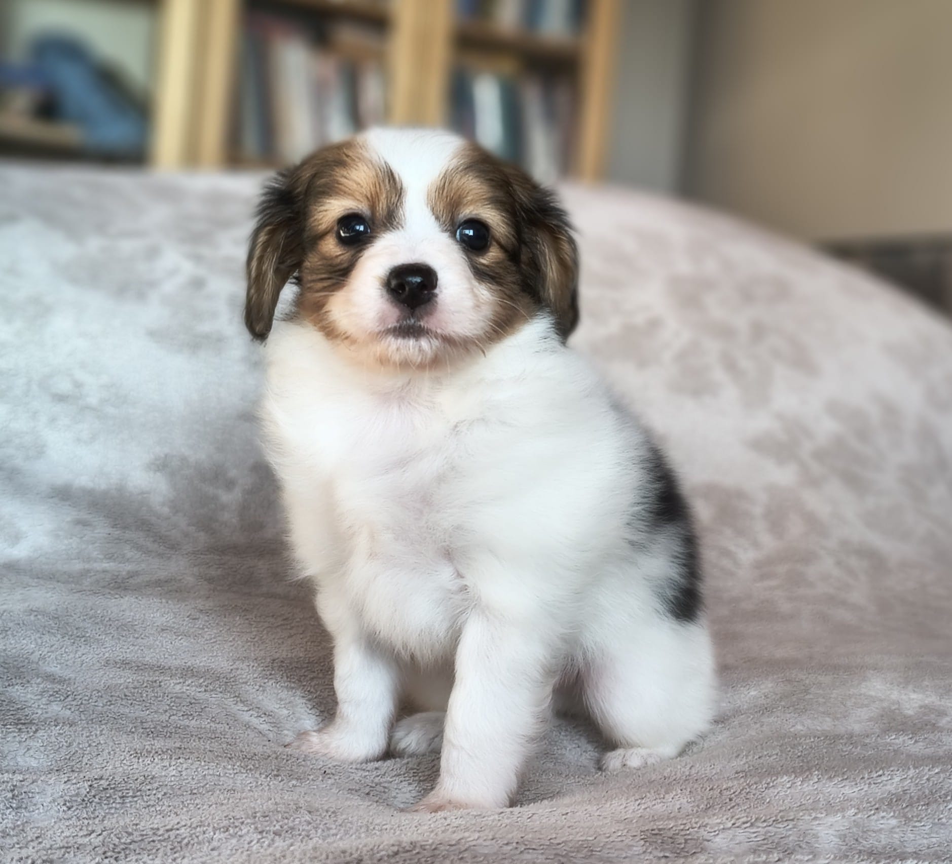 geronimo-02-Abrazo-Alado-FCI-phalene-pl-10-weeks