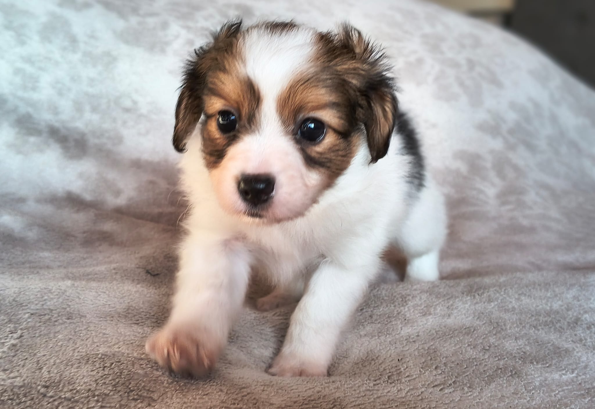 geronimo-03-Abrazo-Alado-FCI-phalene-pl-10-weeks