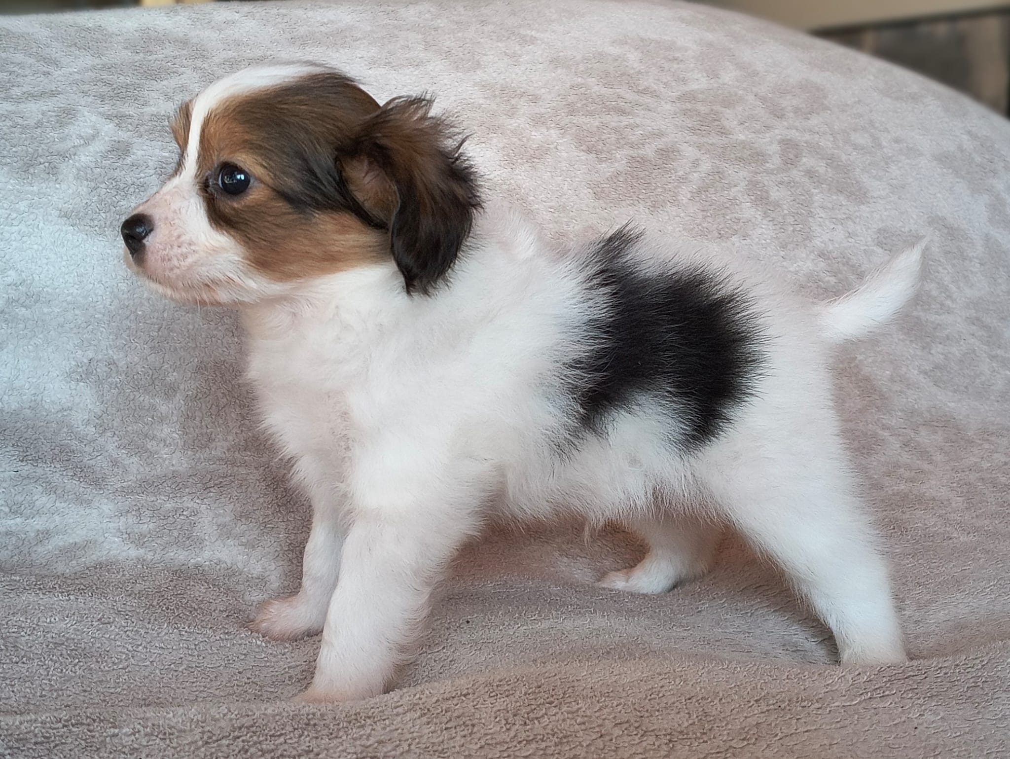 geronimo-04-Abrazo-Alado-FCI-phalene-pl-10-weeks