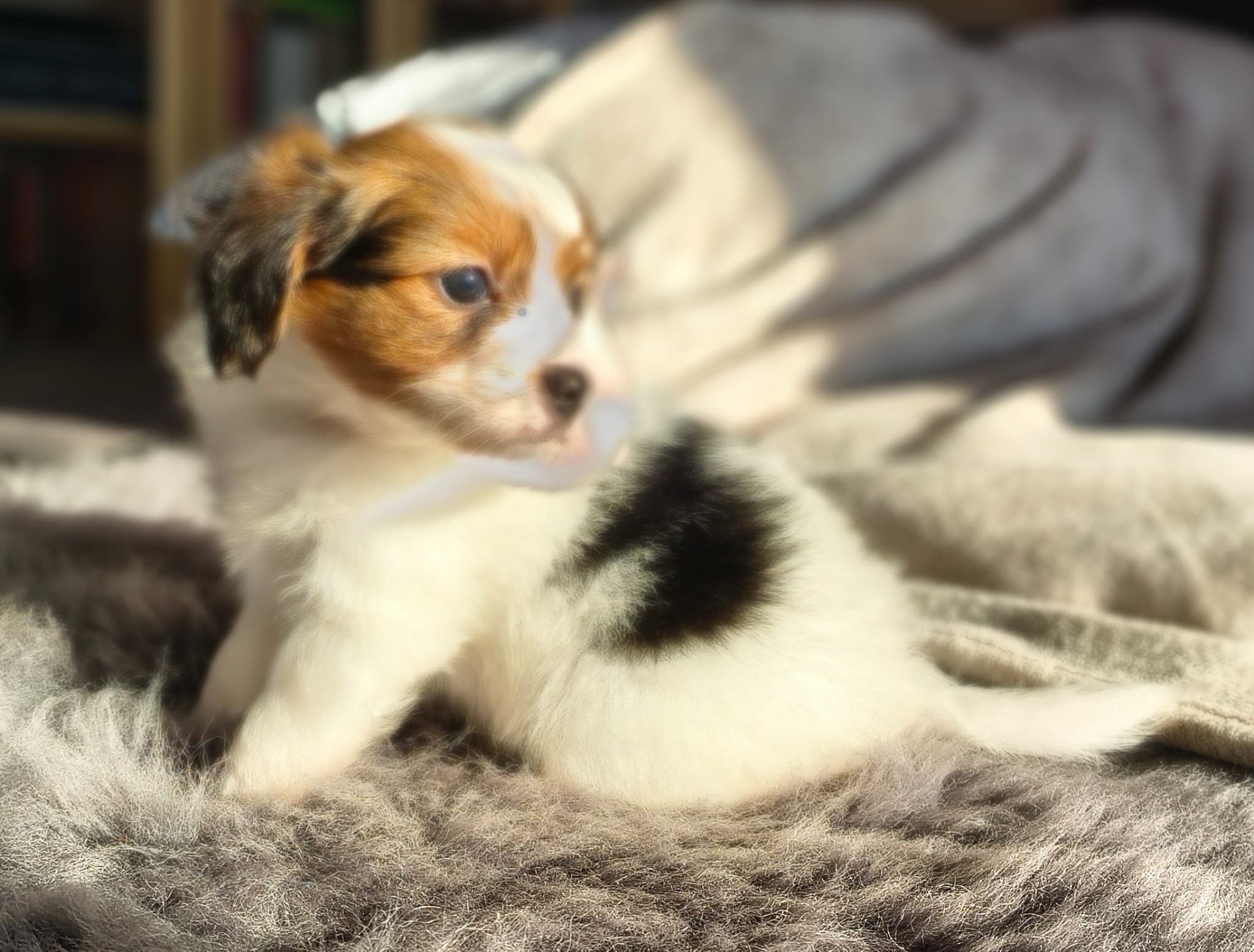 geronimo-05-Abrazo-Alado-FCI-phalene-pl-10-weeks