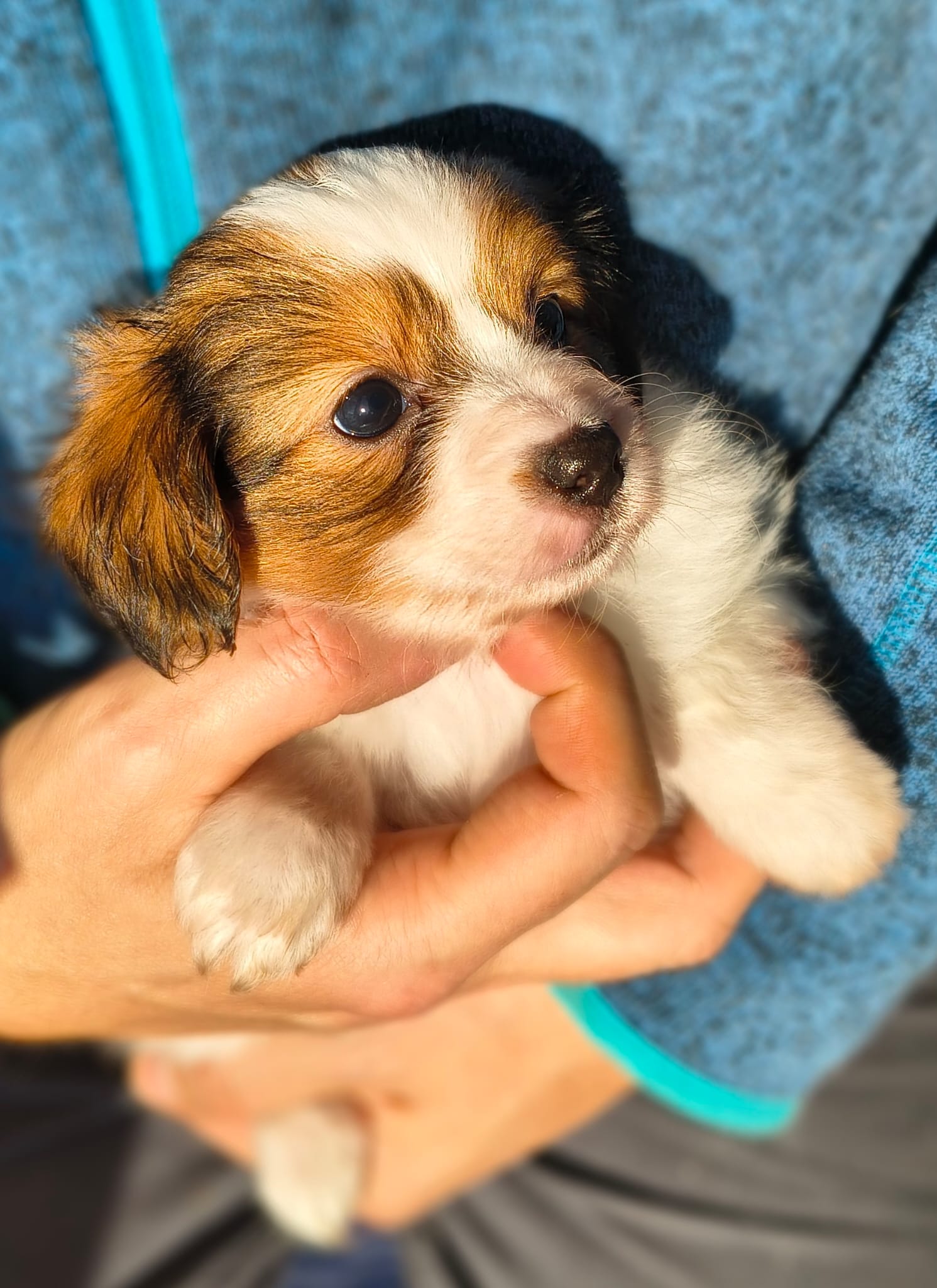 geronimo-06-Abrazo-Alado-FCI-phalene-pl-10-weeks