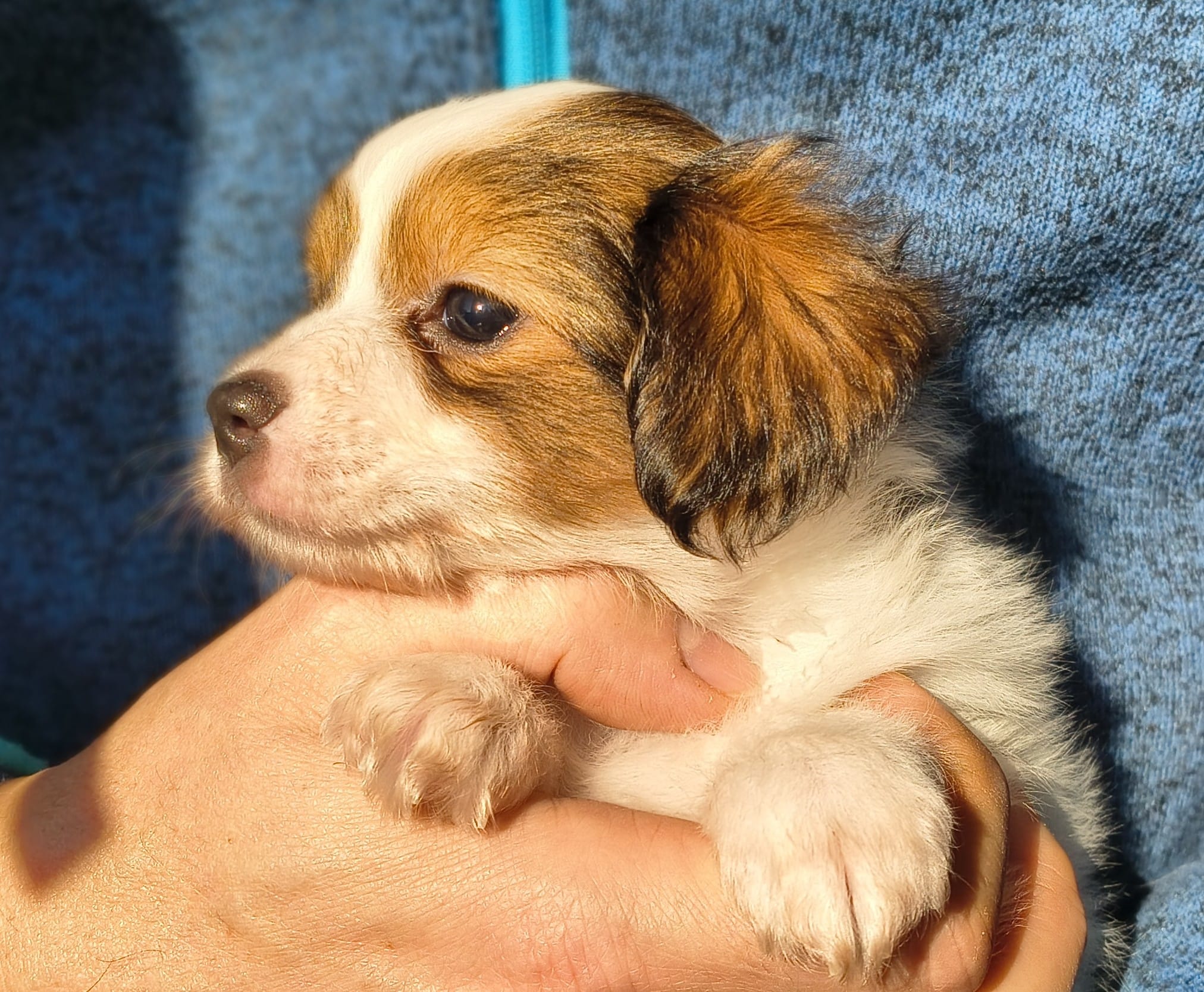 geronimo-07-Abrazo-Alado-FCI-phalene-pl-10-weeks