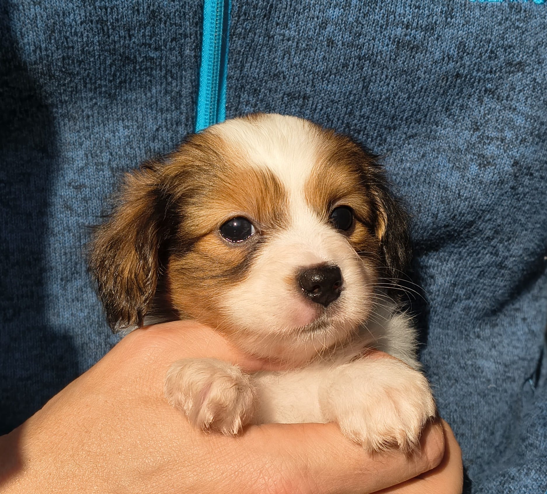 geronimo-08-Abrazo-Alado-FCI-phalene-pl-10-weeks