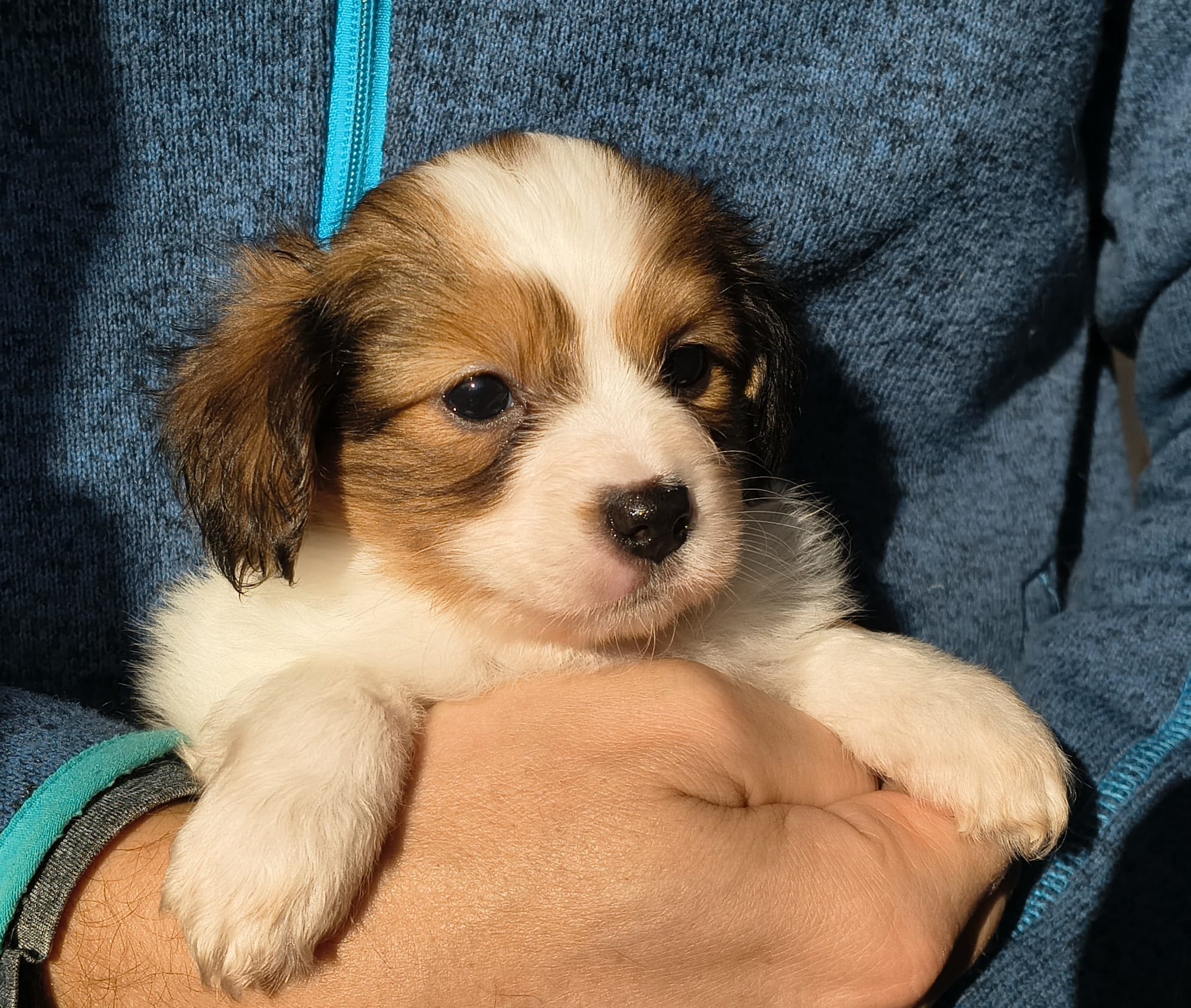 geronimo-09-Abrazo-Alado-FCI-phalene-pl-10-weeks