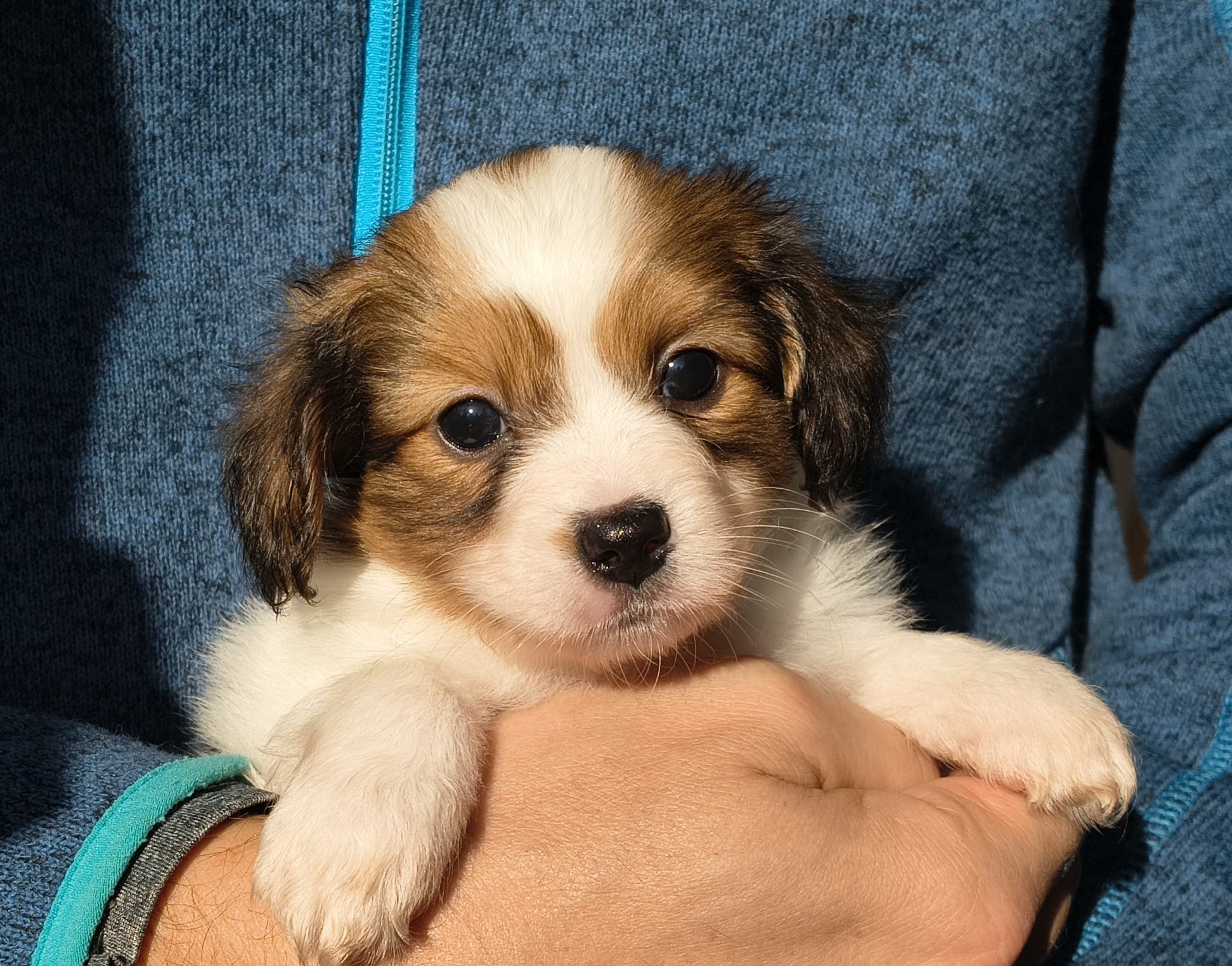 geronimo-10-Abrazo-Alado-FCI-phalene-pl-10-weeks