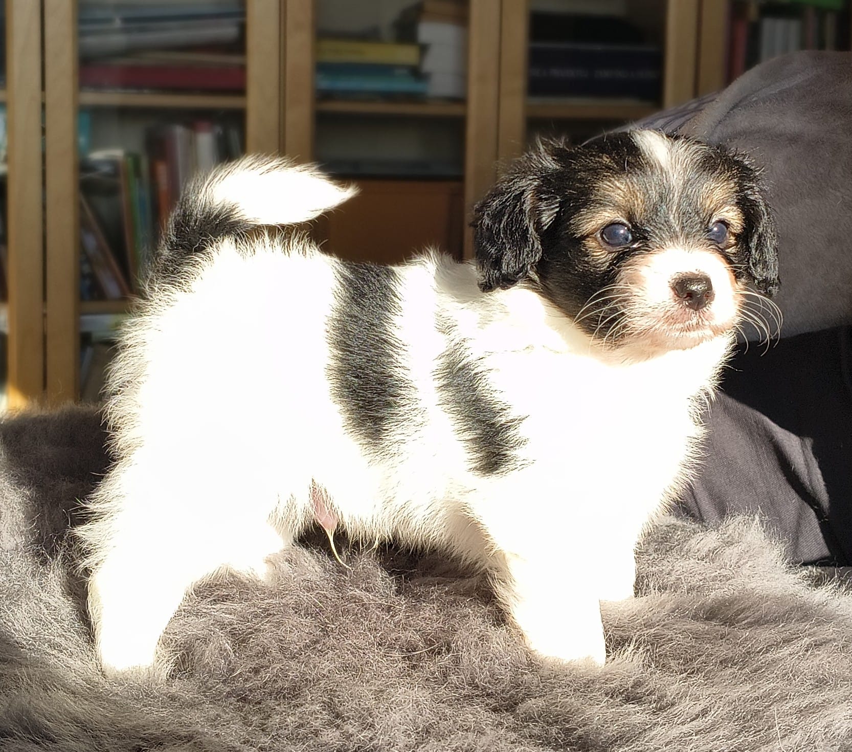 gonzalo-02-Abrazo-Alado-FCI-phalene-pl-10-weeks