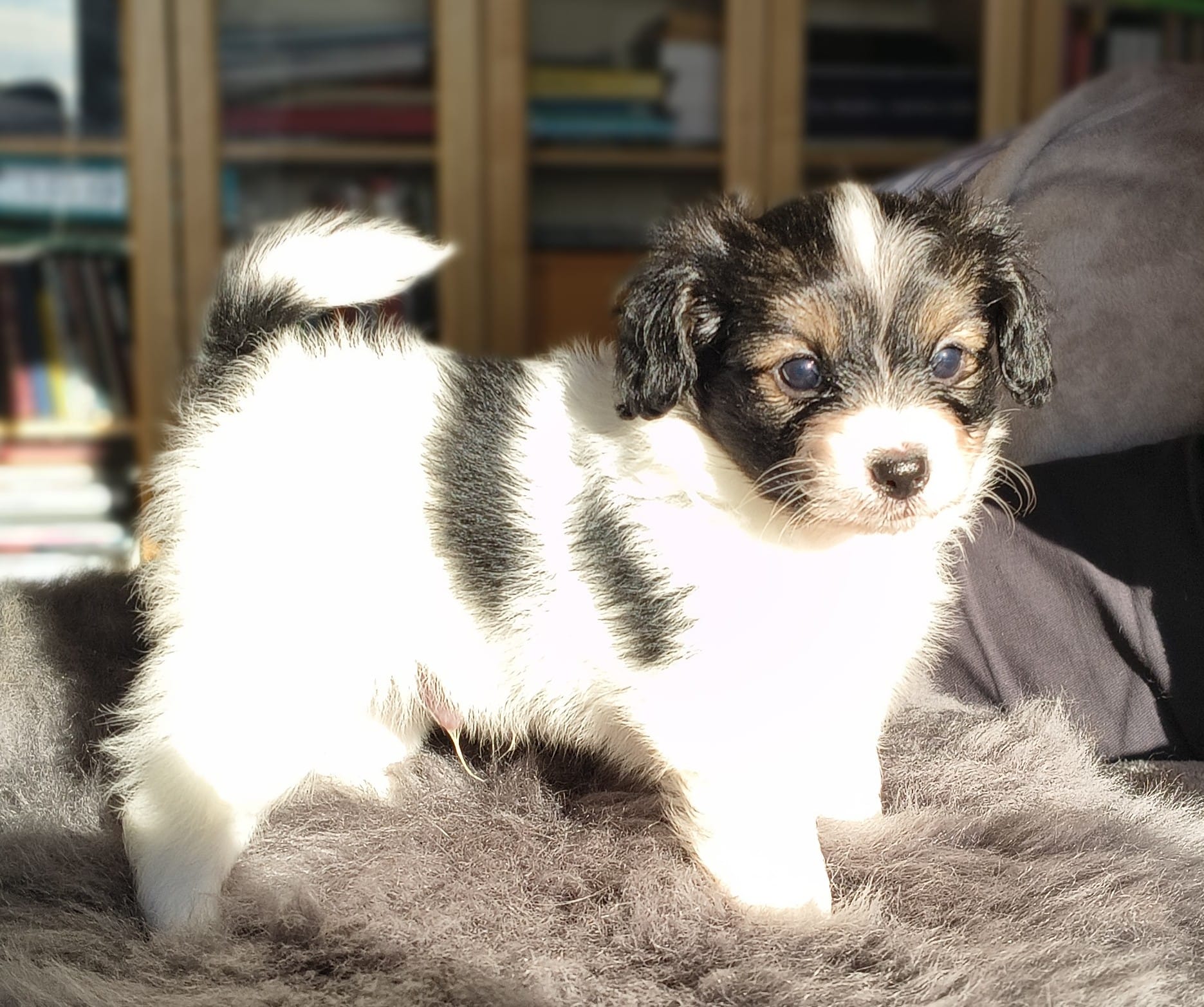 gonzalo-03-Abrazo-Alado-FCI-phalene-pl-10-weeks