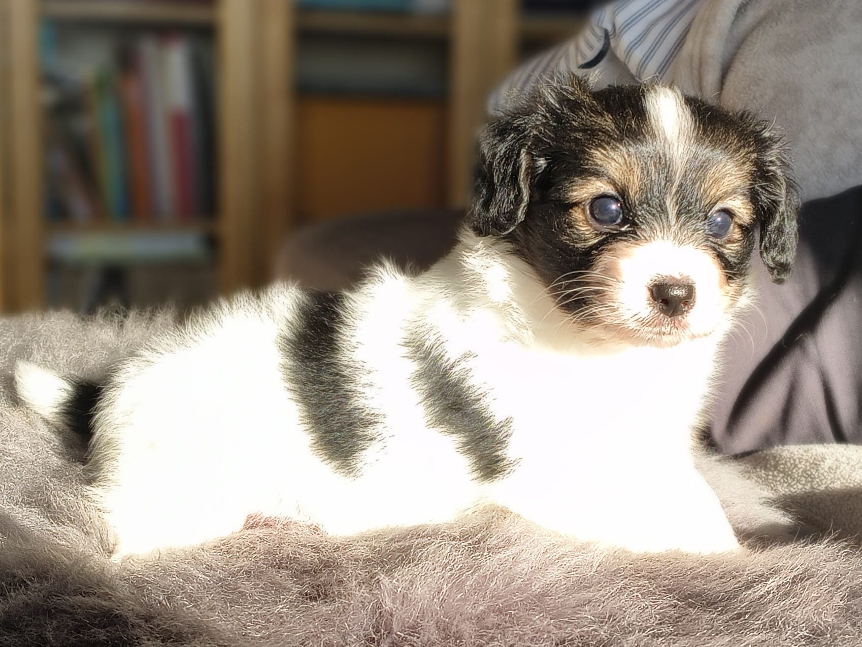 gonzalo-04-Abrazo-Alado-FCI-phalene-pl-10-weeks