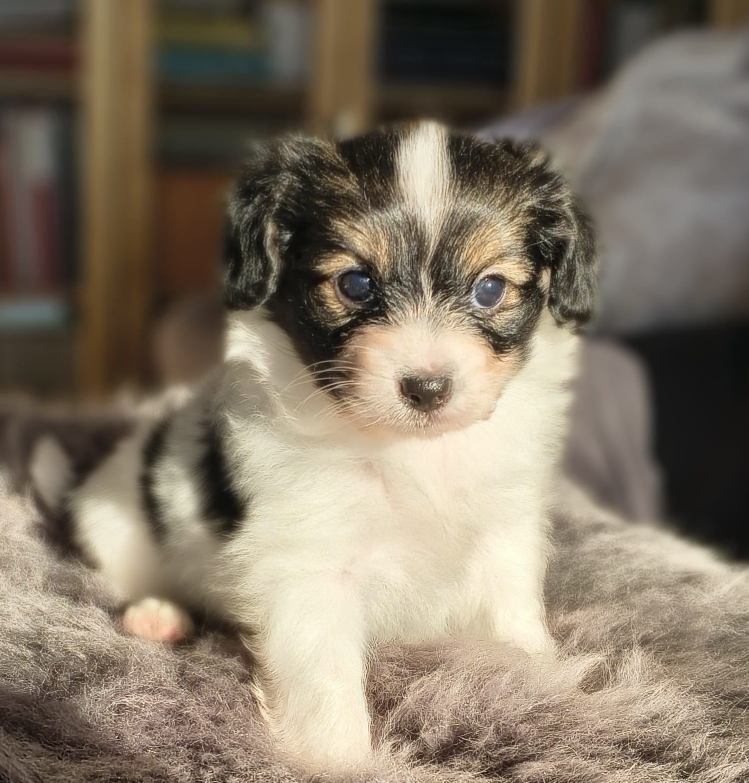 gonzalo-05-Abrazo-Alado-FCI-phalene-pl-10-weeks