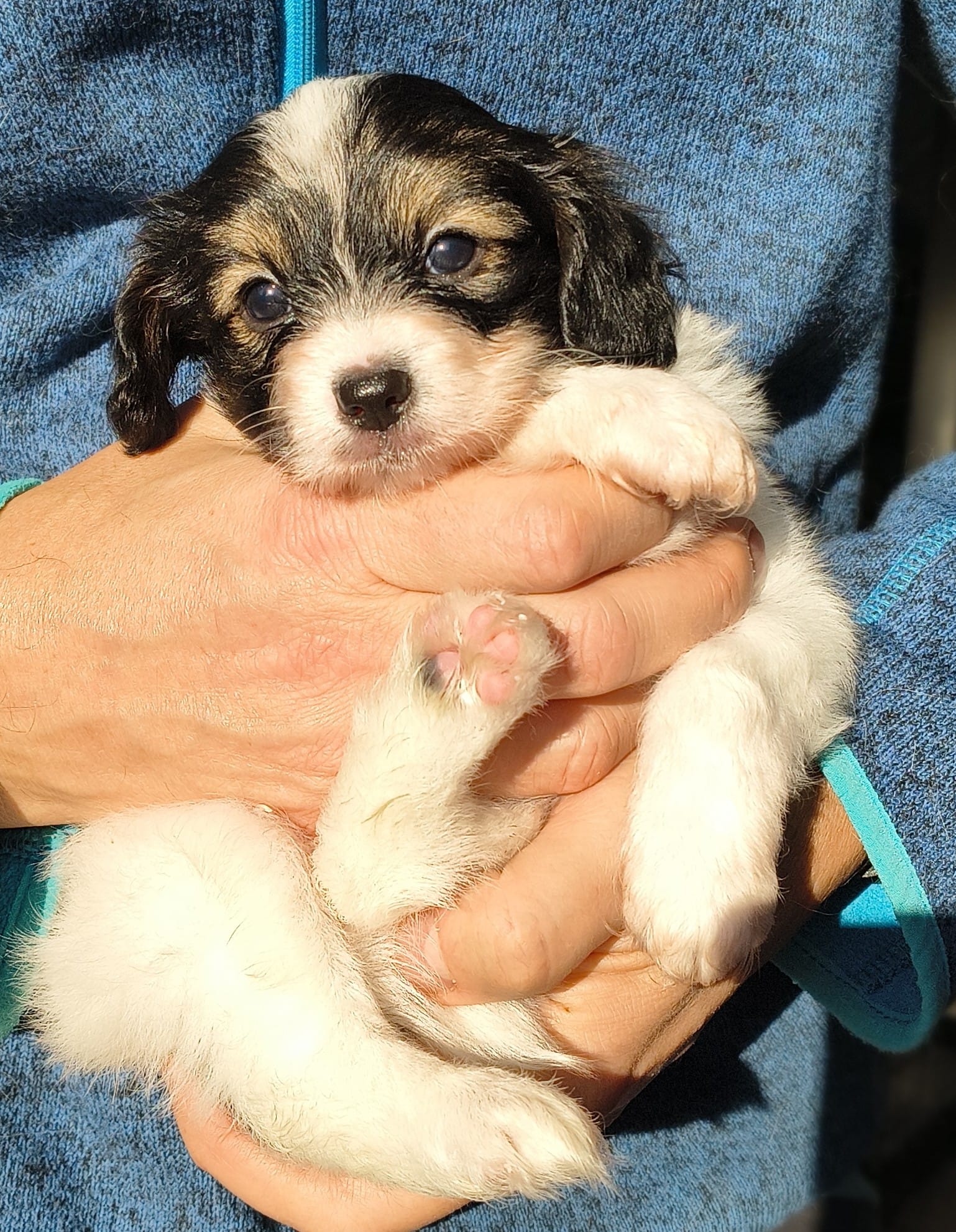 gonzalo-07-Abrazo-Alado-FCI-phalene-pl-10-weeks