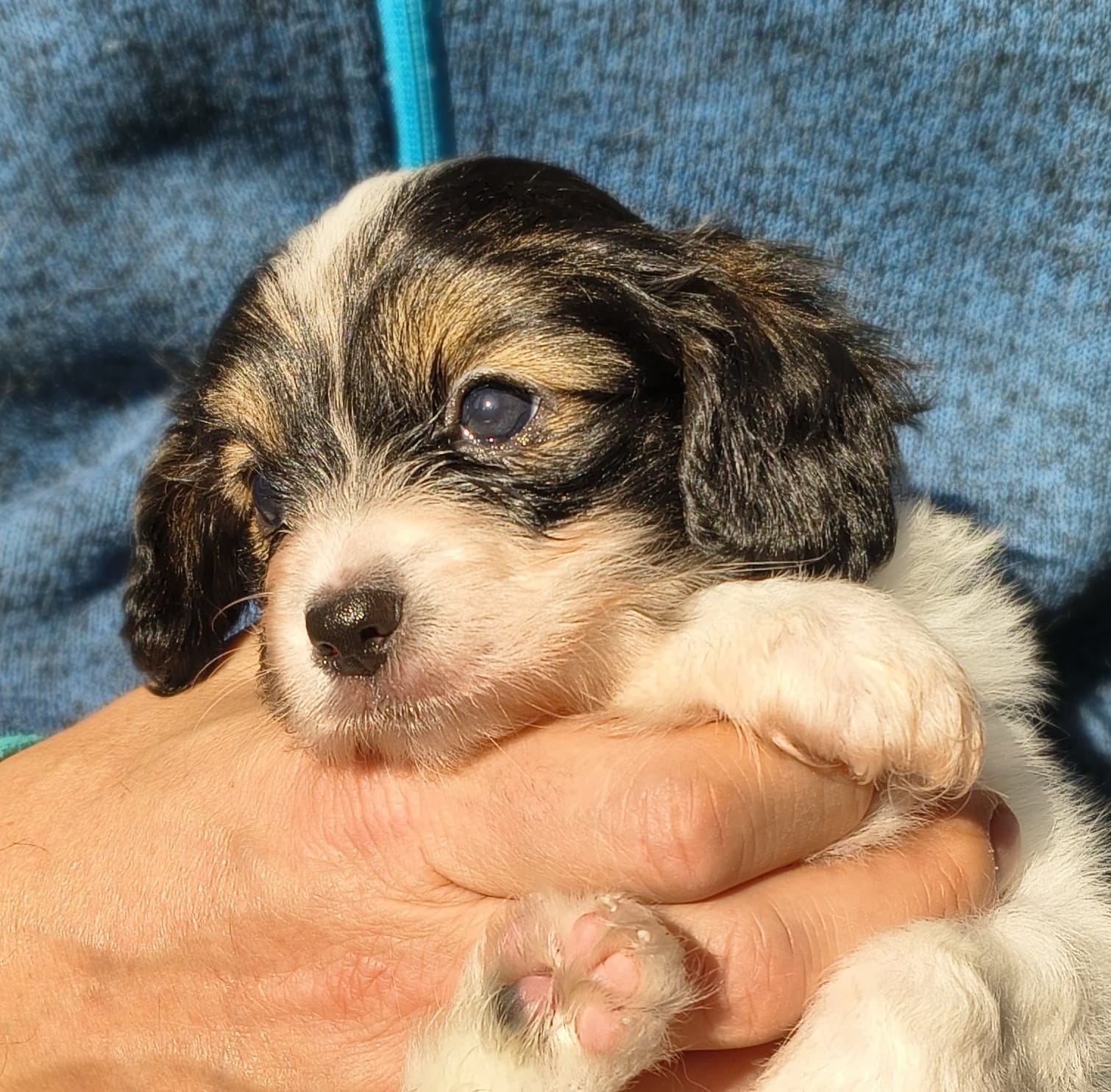 gonzalo-08-Abrazo-Alado-FCI-phalene-pl-10-weeks