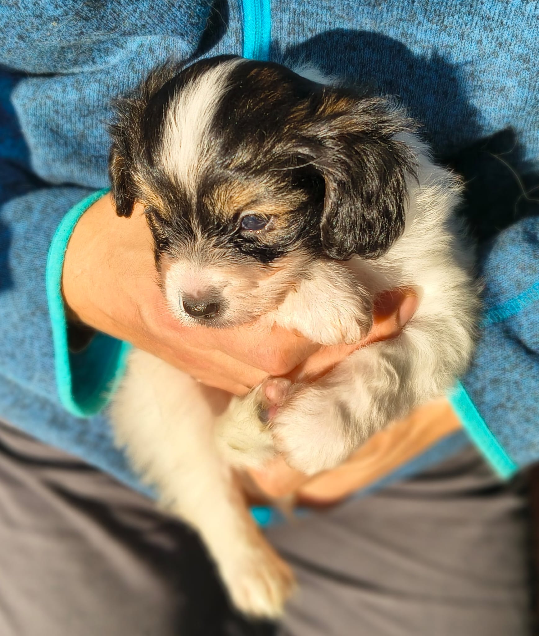 gonzalo-09-Abrazo-Alado-FCI-phalene-pl-10-weeks