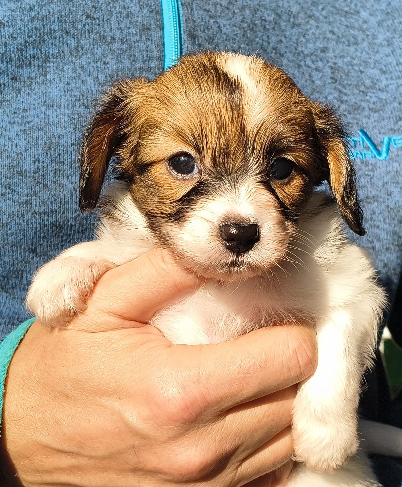 gusto-01-Abrazo-Alado-FCI-phalene-pl-10-weeks