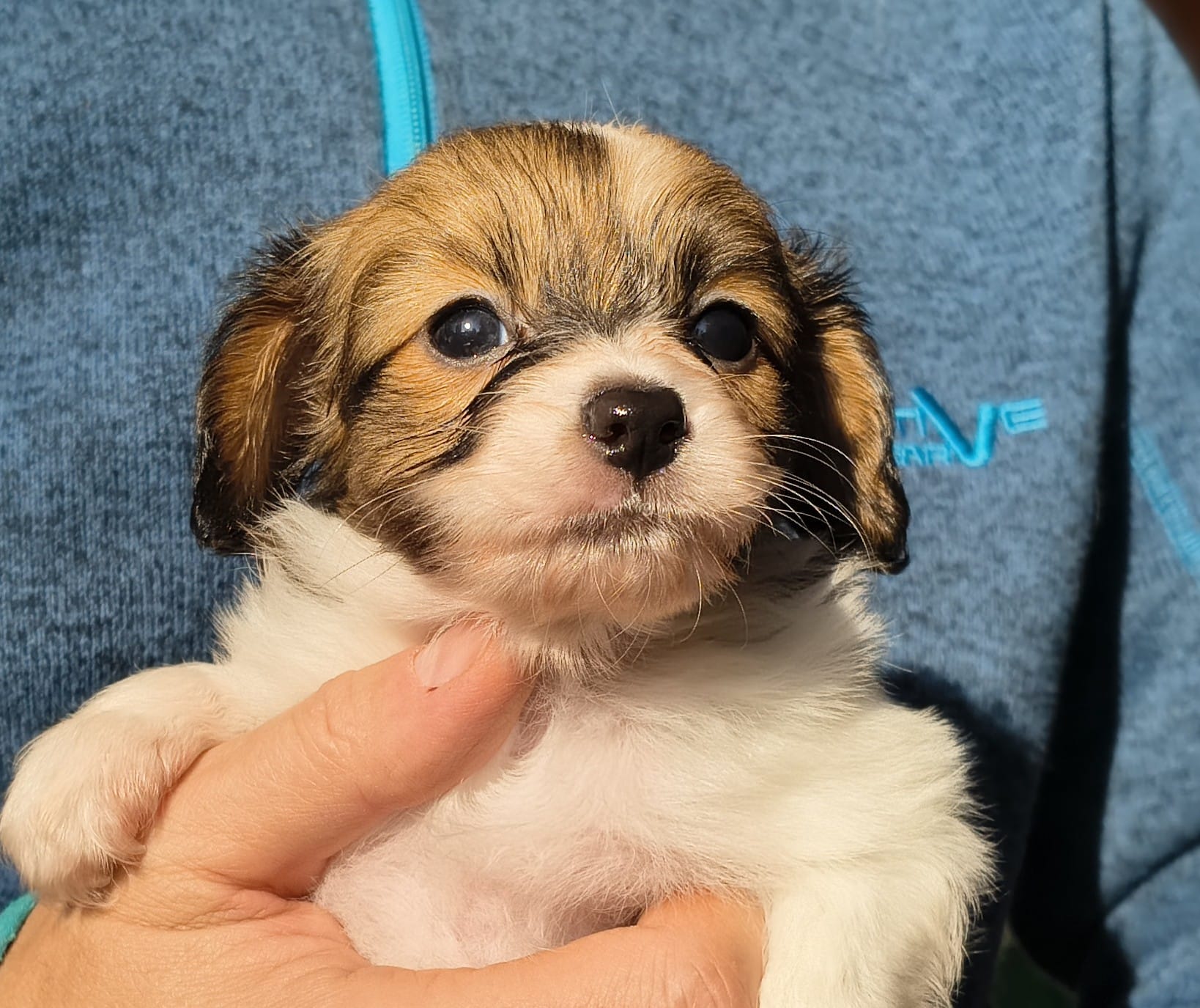 gusto-02-Abrazo-Alado-FCI-phalene-pl-10-weeks