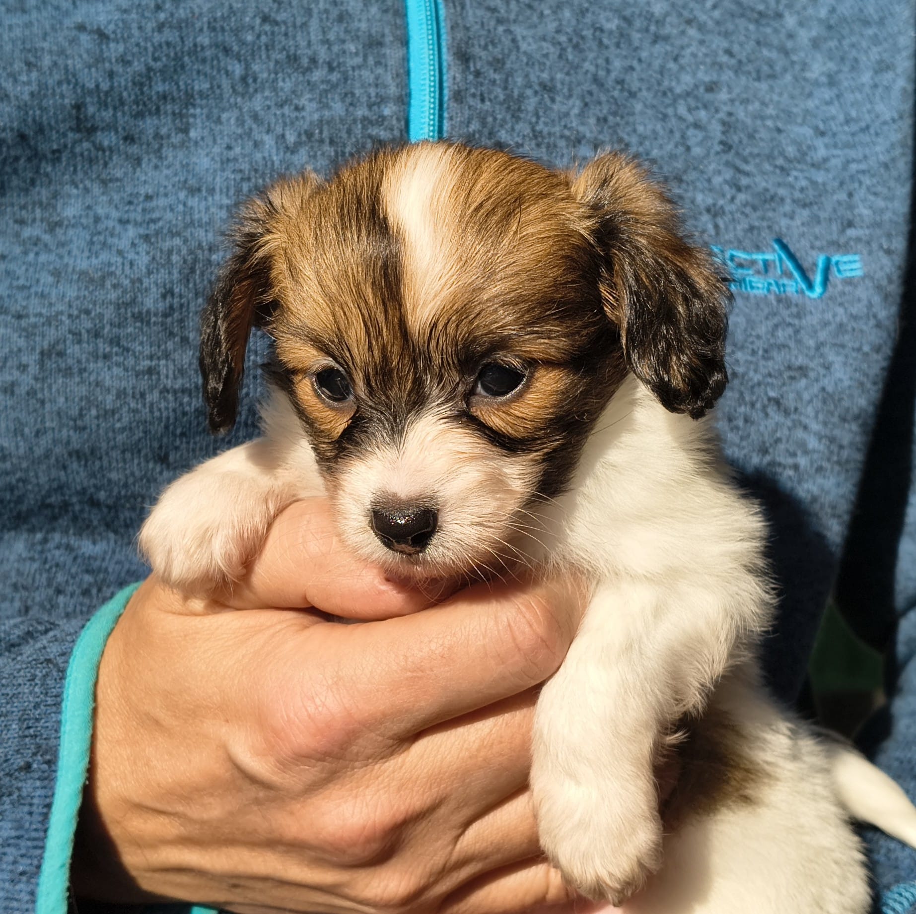 gusto-03-Abrazo-Alado-FCI-phalene-pl-10-weeks