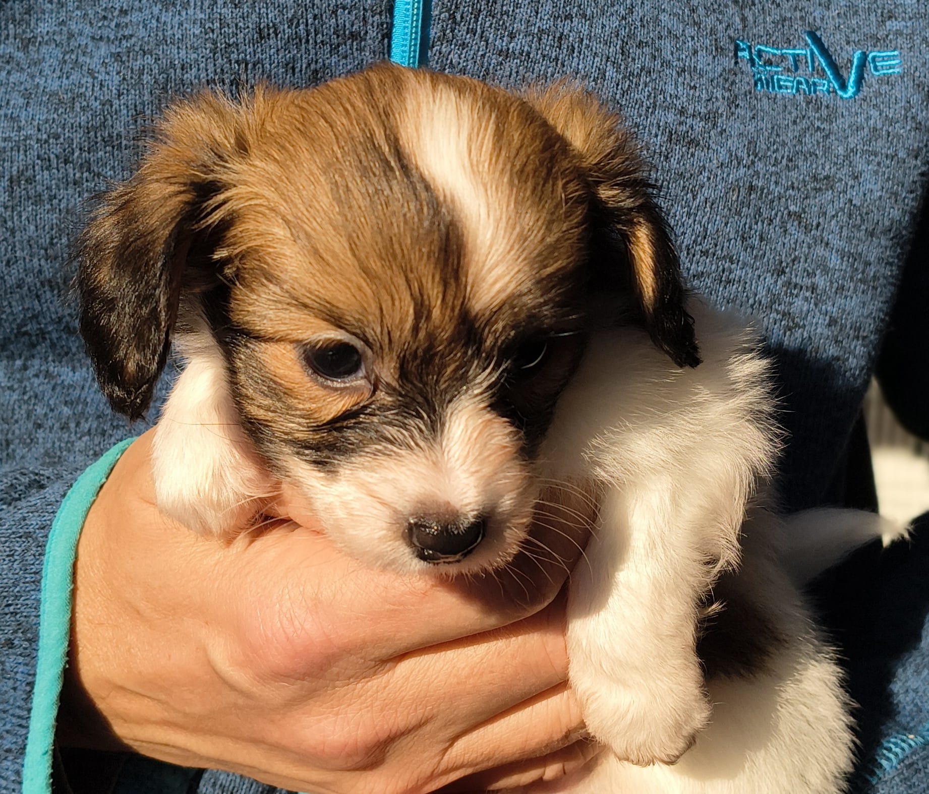 gusto-04-Abrazo-Alado-FCI-phalene-pl-10-weeks