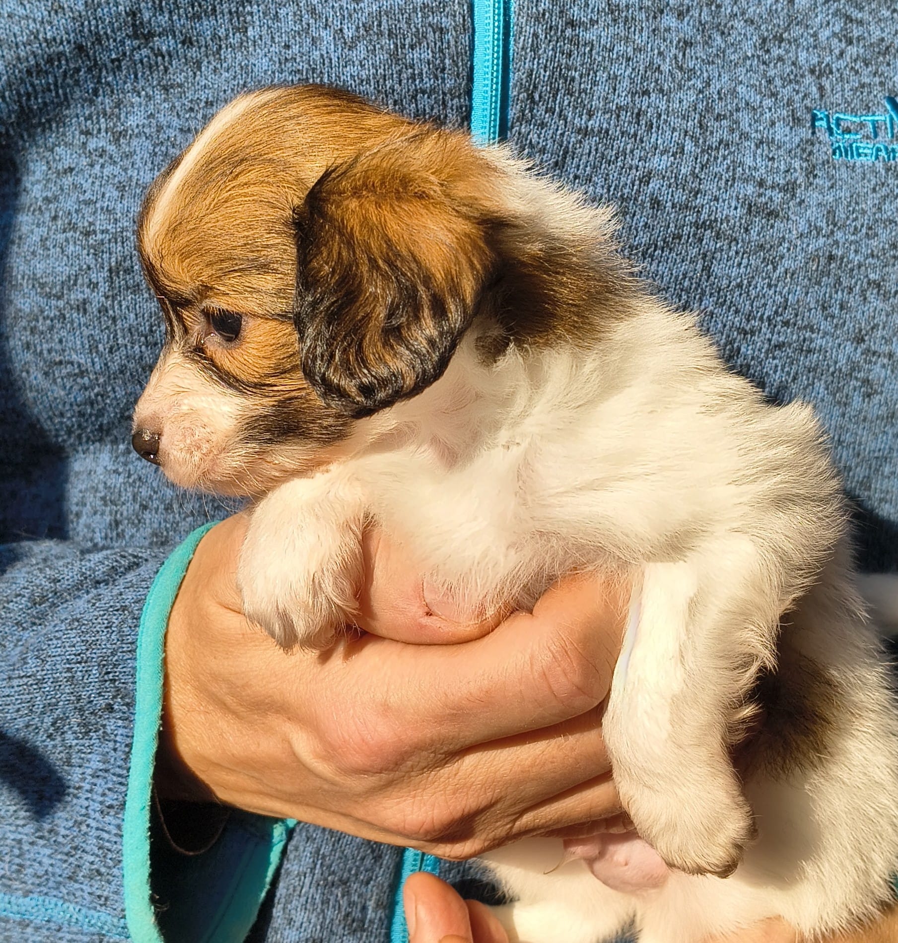 gusto-05-Abrazo-Alado-FCI-phalene-pl-10-weeks