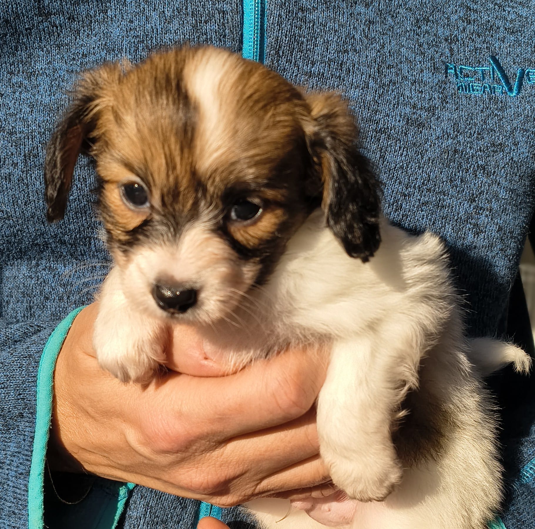 gusto-06-Abrazo-Alado-FCI-phalene-pl-10-weeks