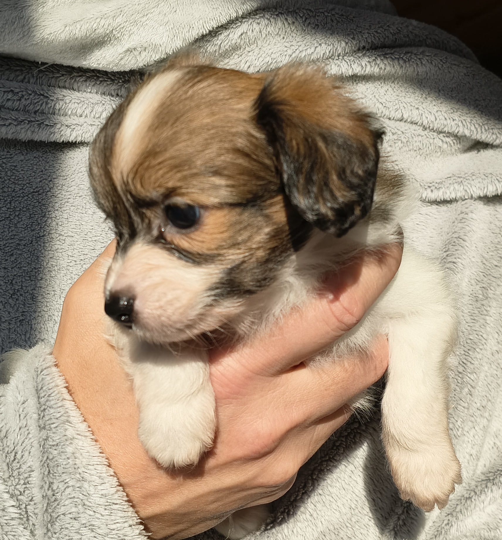 gusto-07-Abrazo-Alado-FCI-phalene-pl-10-weeks