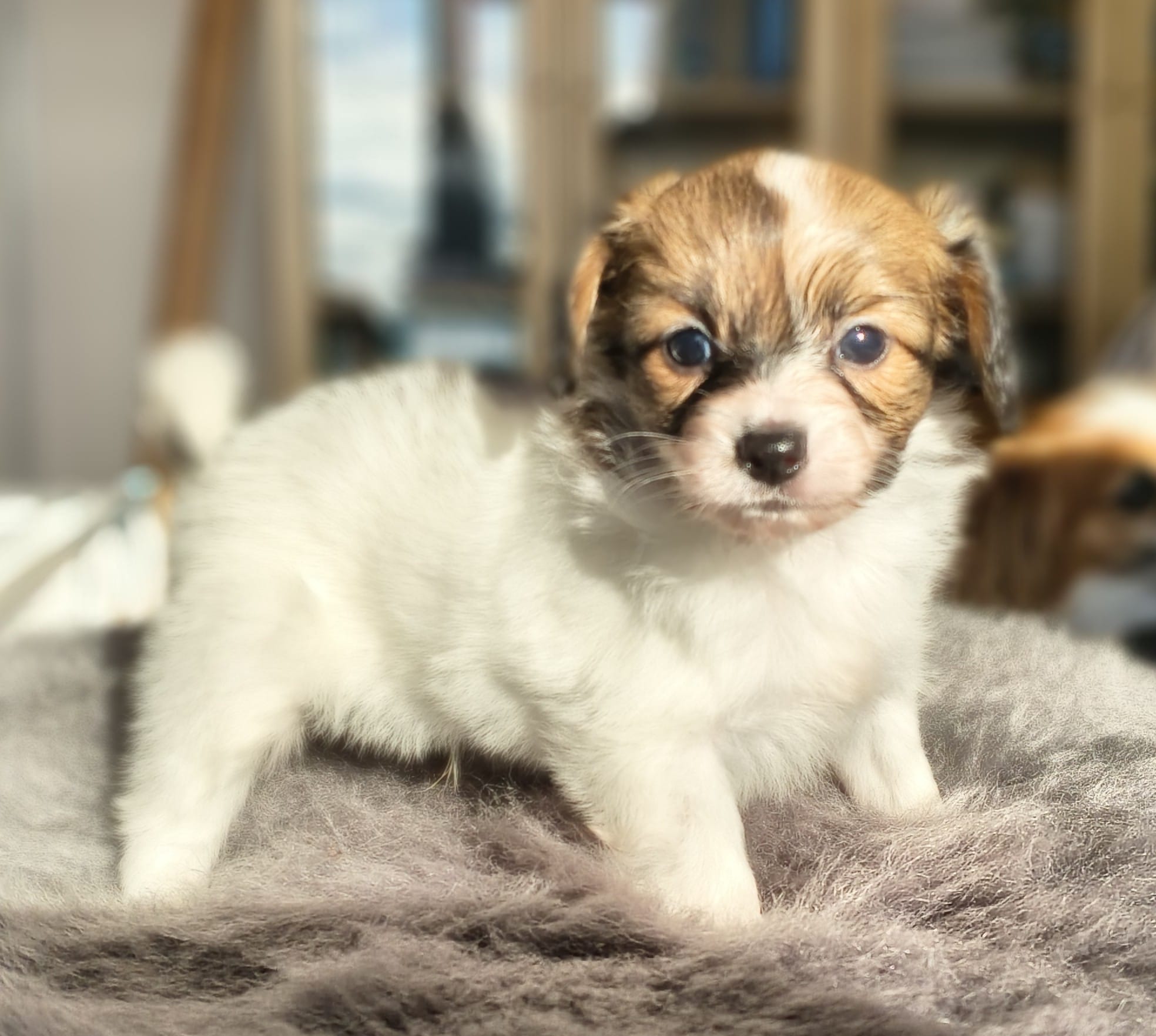 gusto-08-Abrazo-Alado-FCI-phalene-pl-10-weeks