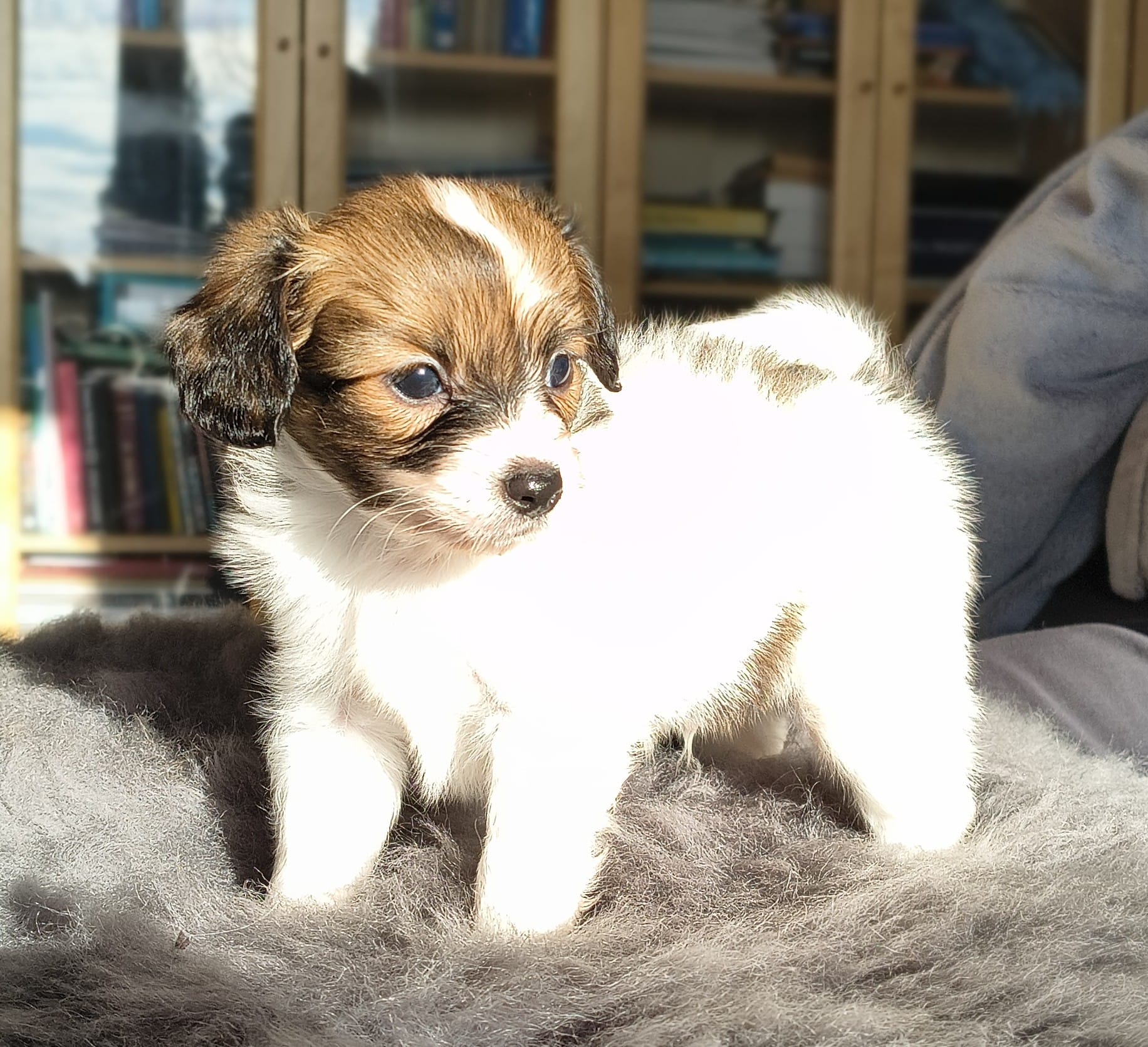 gusto-09-Abrazo-Alado-FCI-phalene-pl-10-weeks