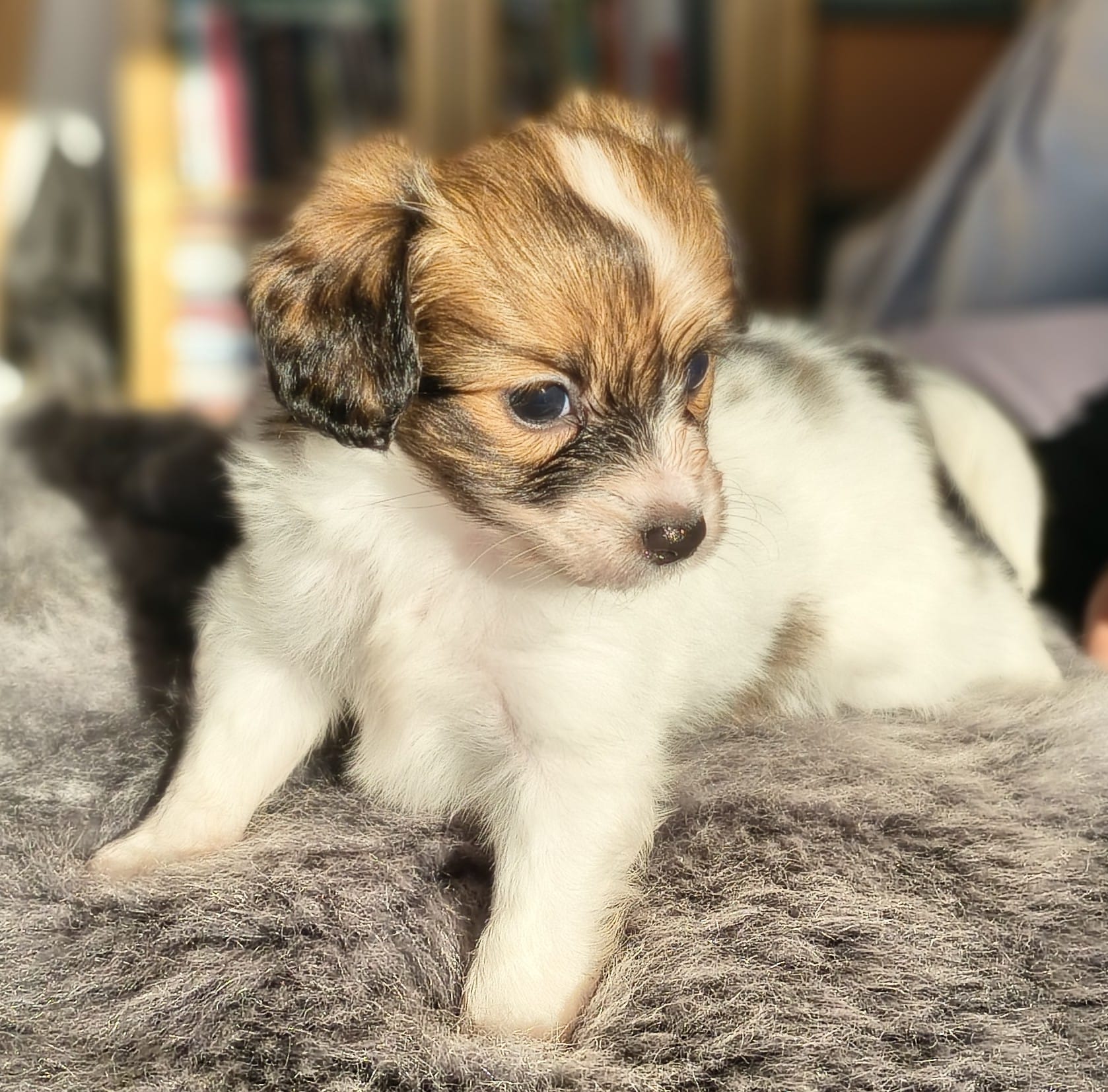 gusto-10-Abrazo-Alado-FCI-phalene-pl-10-weeks