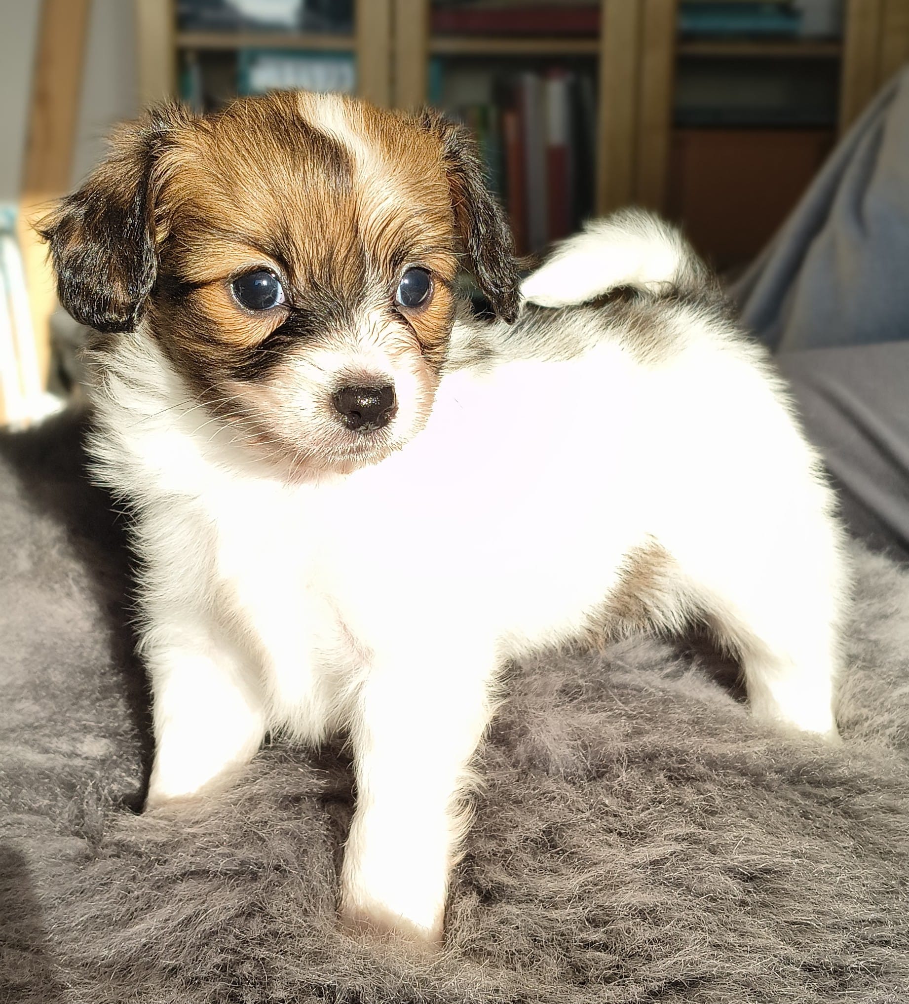 gusto-11-Abrazo-Alado-FCI-phalene-pl-10-weeks