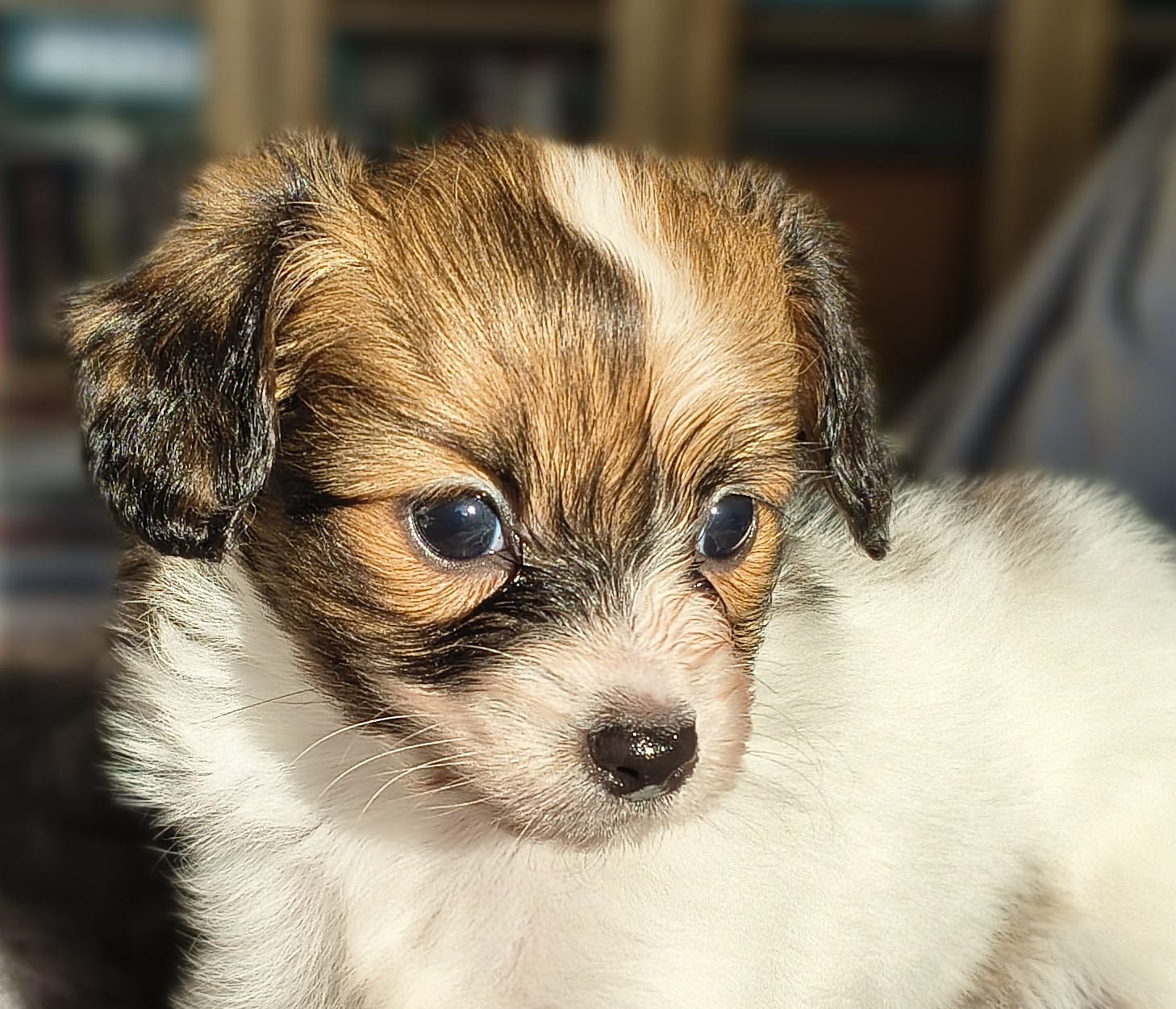 gusto-12-Abrazo-Alado-FCI-phalene-pl-10-weeks