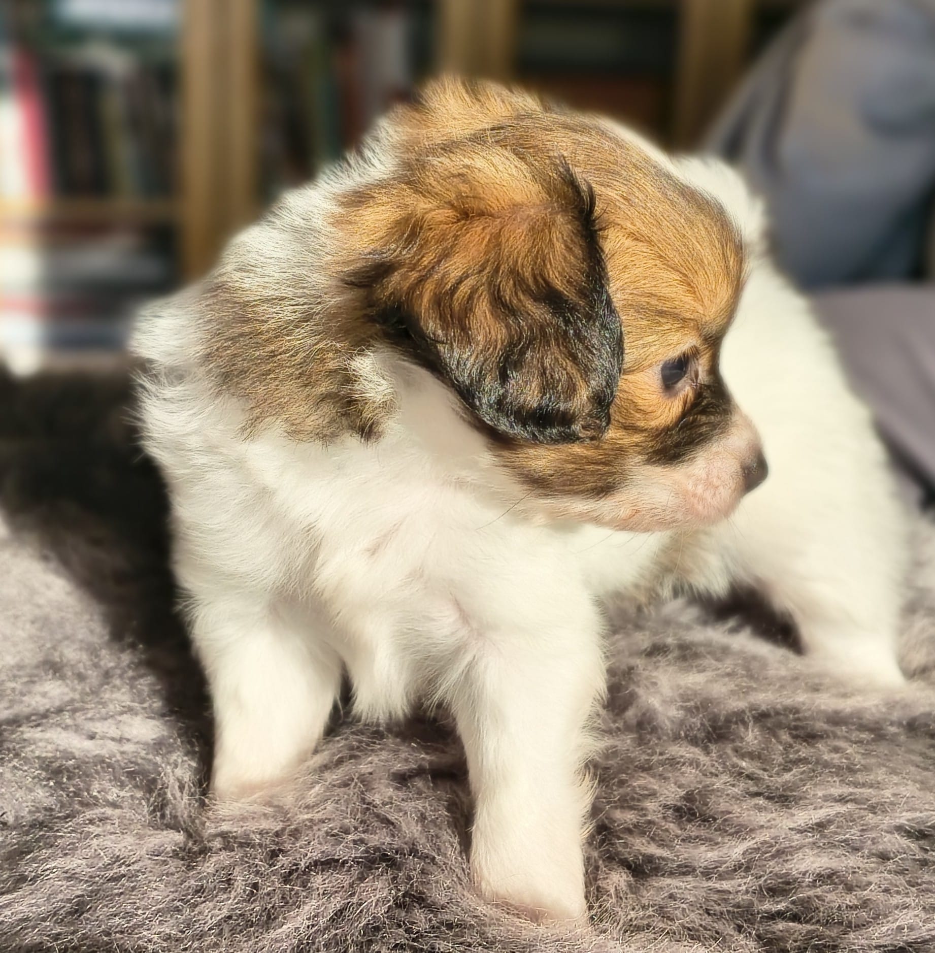 gusto-13-Abrazo-Alado-FCI-phalene-pl-10-weeks