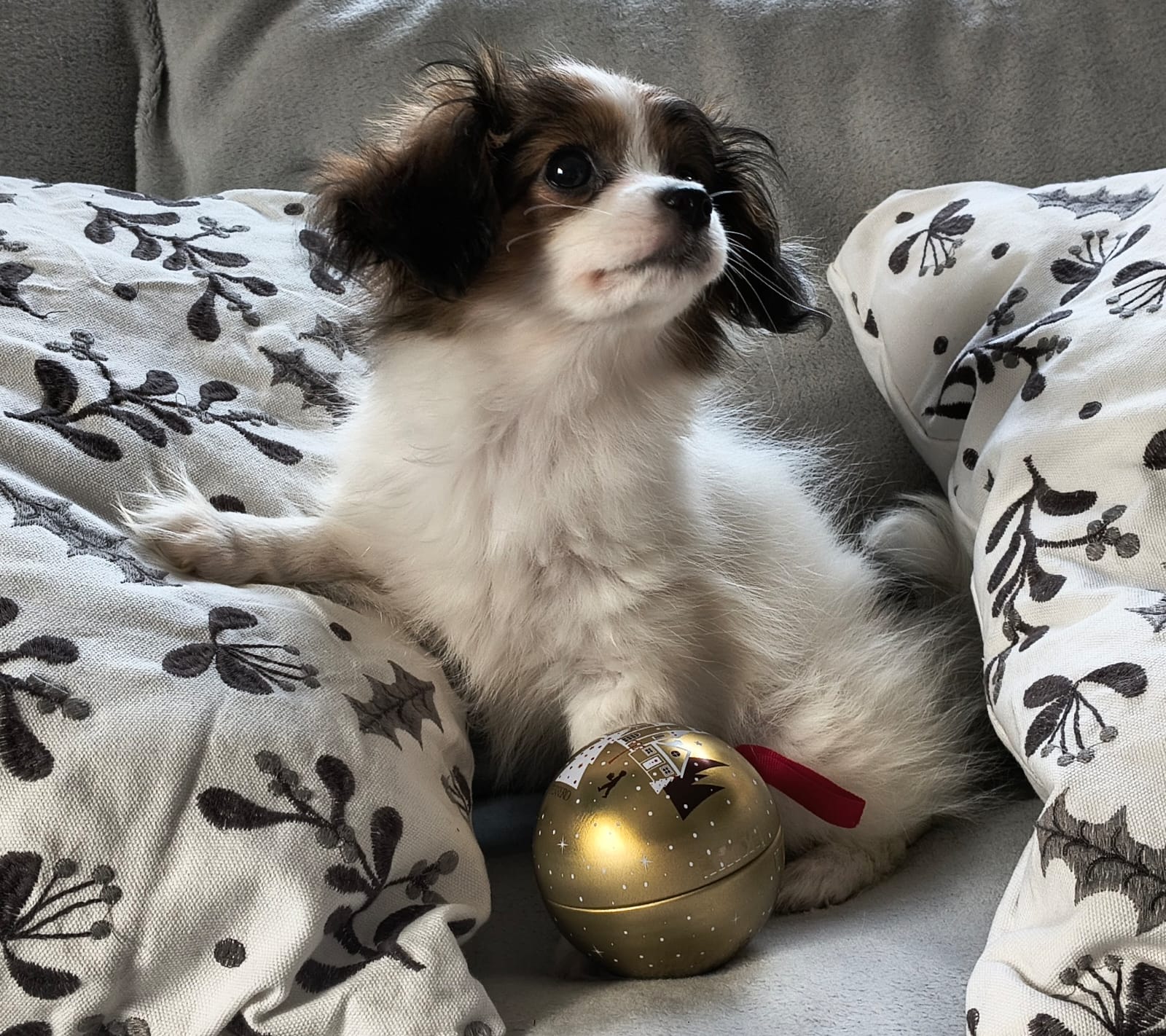 FAVORIA-Abrazo-Alado-phalene-litter-G-2025-12-24