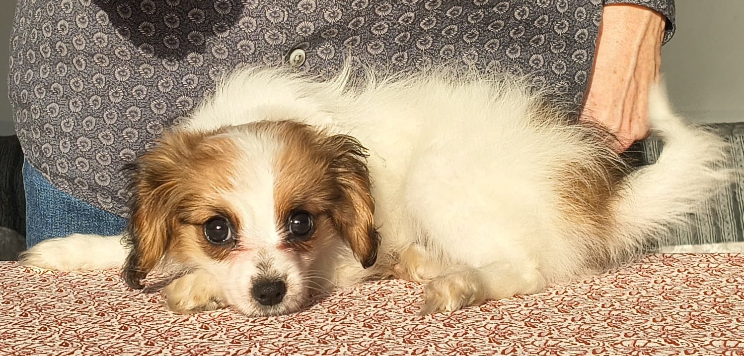 FORTUNA-Abrazo-Alado-phalene-litter-G-2025-12-08-01