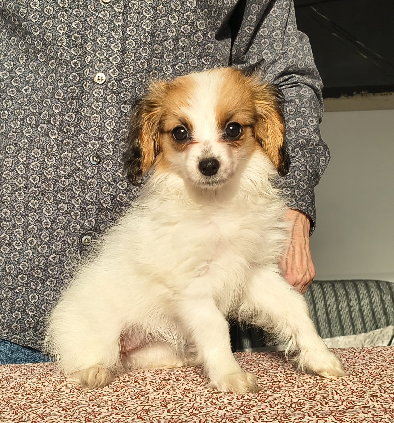 FORTUNA-Abrazo-Alado-phalene-litter-G-2025-12-08-02