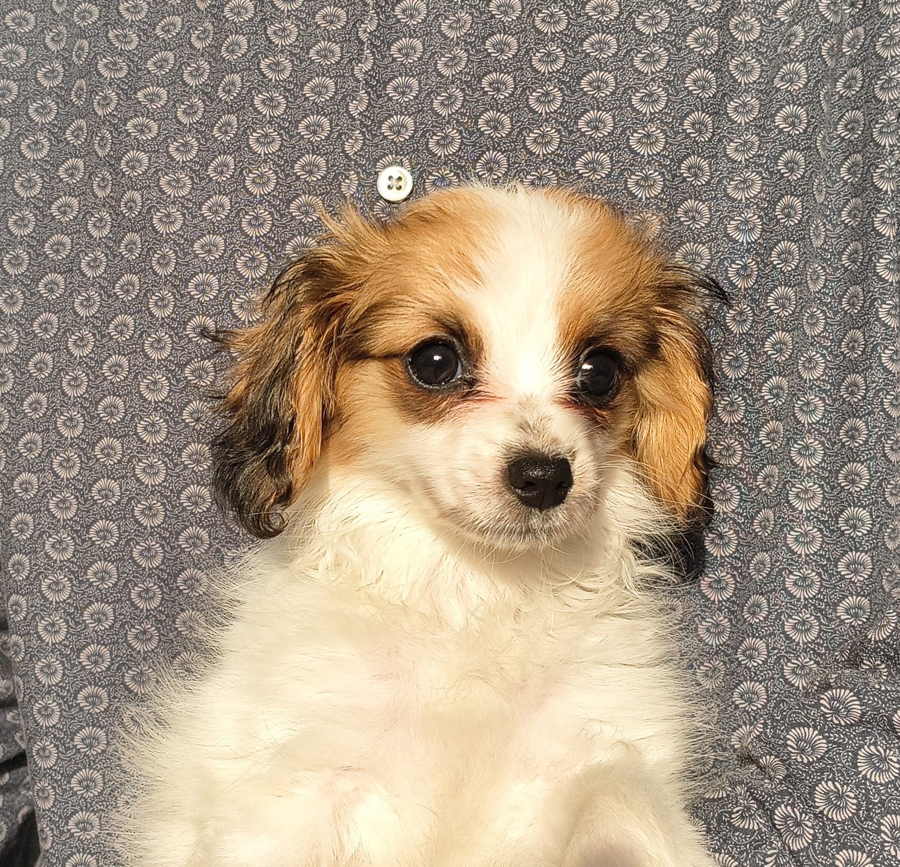 FORTUNA-Abrazo-Alado-phalene-litter-G-2025-12-08-03