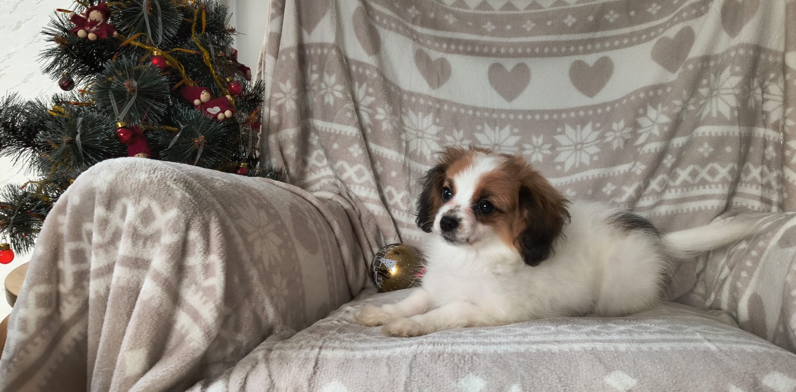 FORTUNA-Abrazo-Alado-phalene-litter-G-2025-12-24