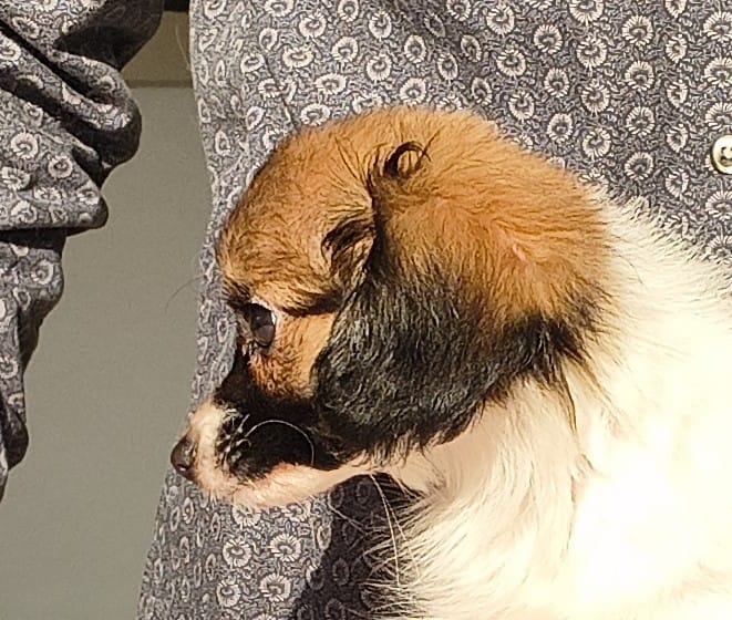 FRESEDO-Abrazo-Alado-phalene-litter-G-2025-12-08-02