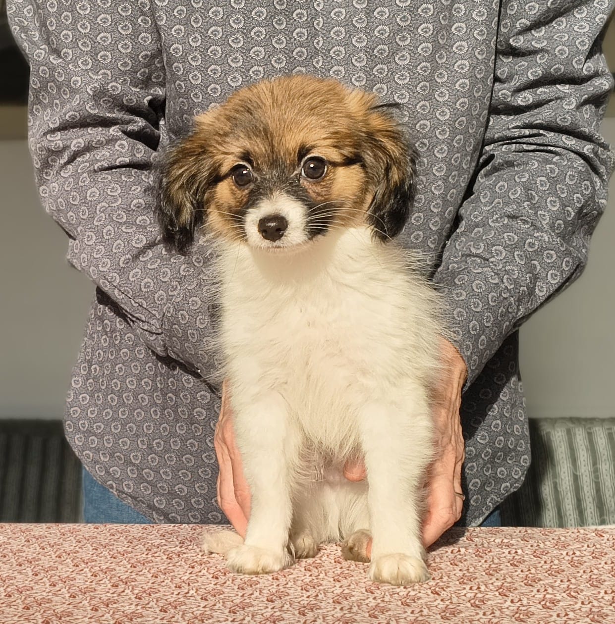 FRESEDO-Abrazo-Alado-phalene-litter-G-2025-12-08-03