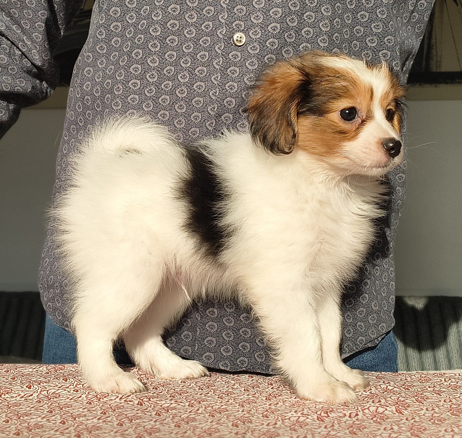 GERONIMO-Abrazo-Alado-phalene-litter-G-2025-12-08-01