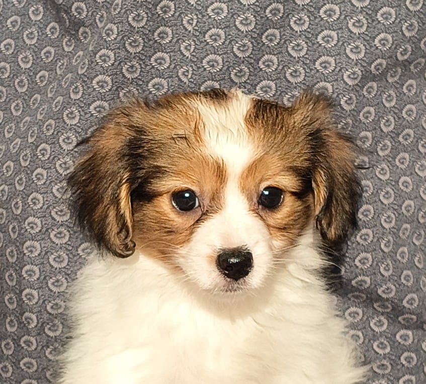 GERONIMO-Abrazo-Alado-phalene-litter-G-2025-12-08-02