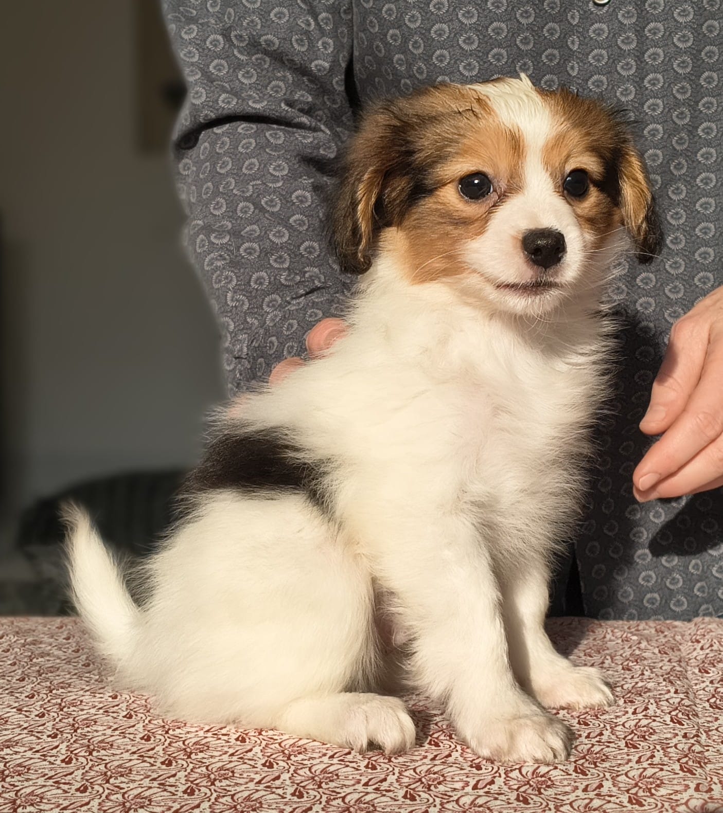 GERONIMO-Abrazo-Alado-phalene-litter-G-2025-12-08-03