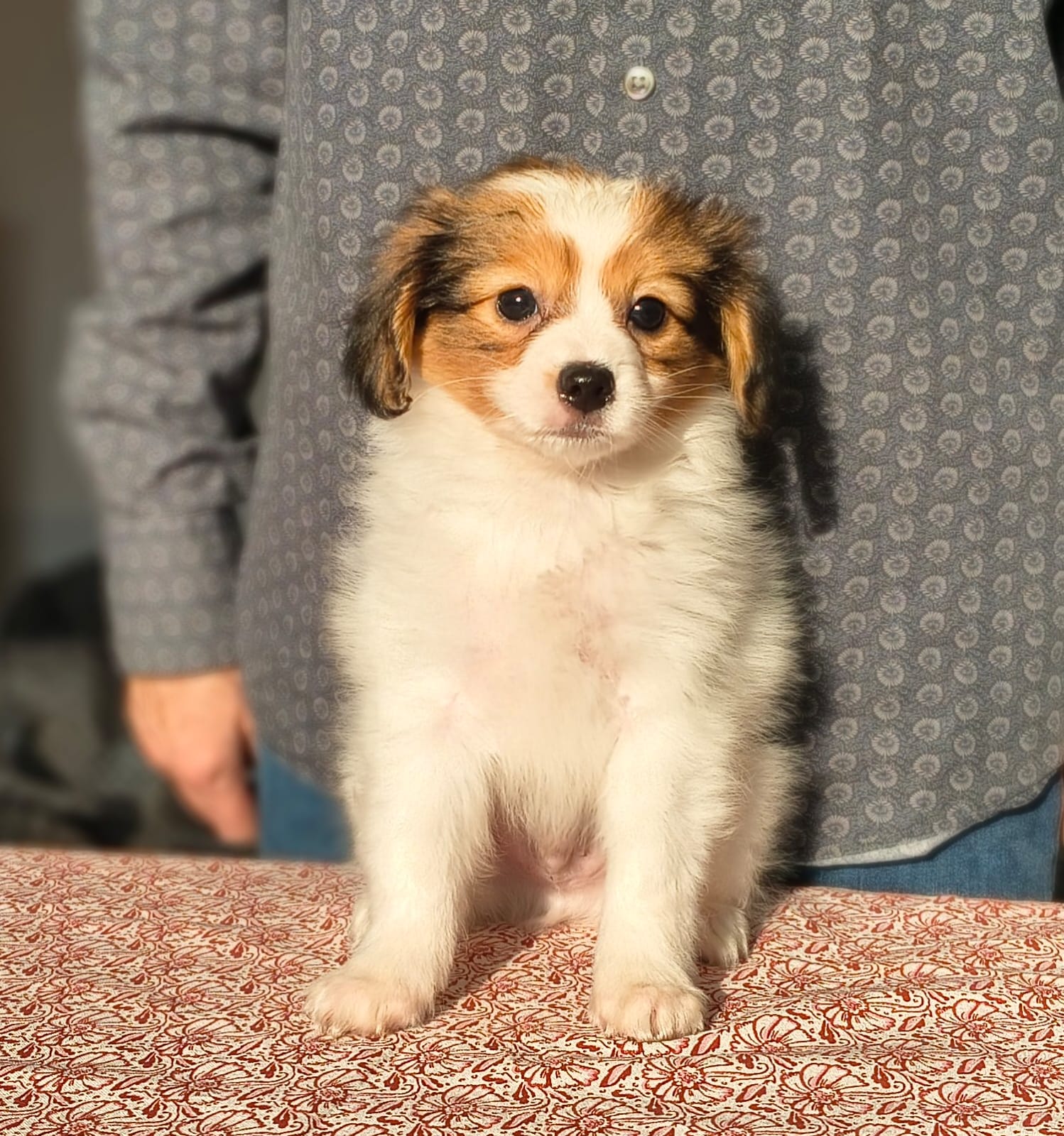 GERONIMO-Abrazo-Alado-phalene-litter-G-2025-12-08-04