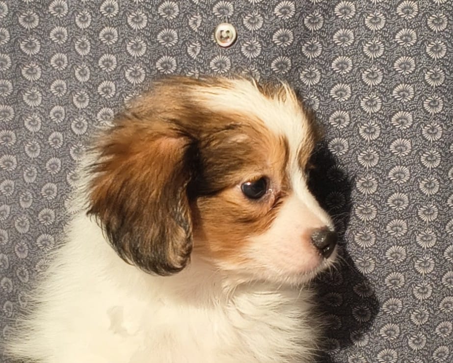 GERONIMO-Abrazo-Alado-phalene-litter-G-2025-12-08-05