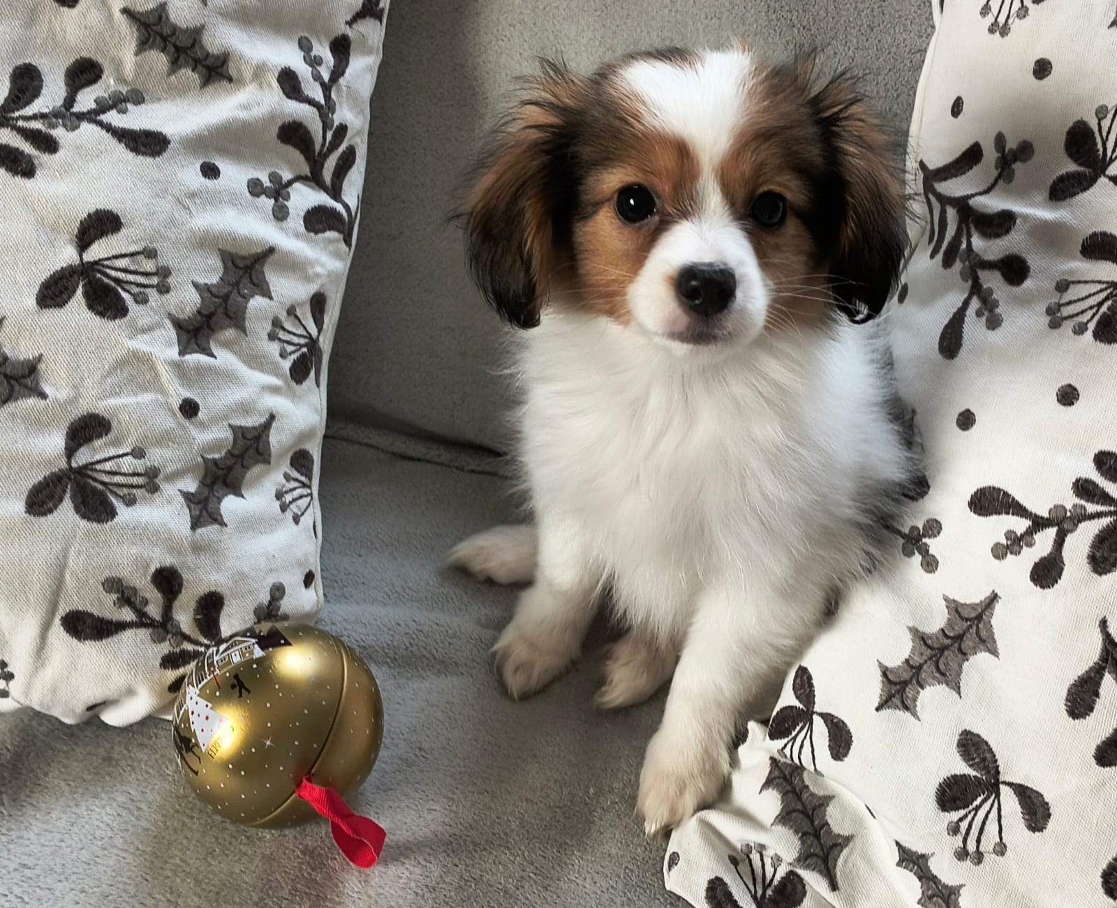 GERONIMO-Abrazo-Alado-phalene-litter-G-2025-12-24