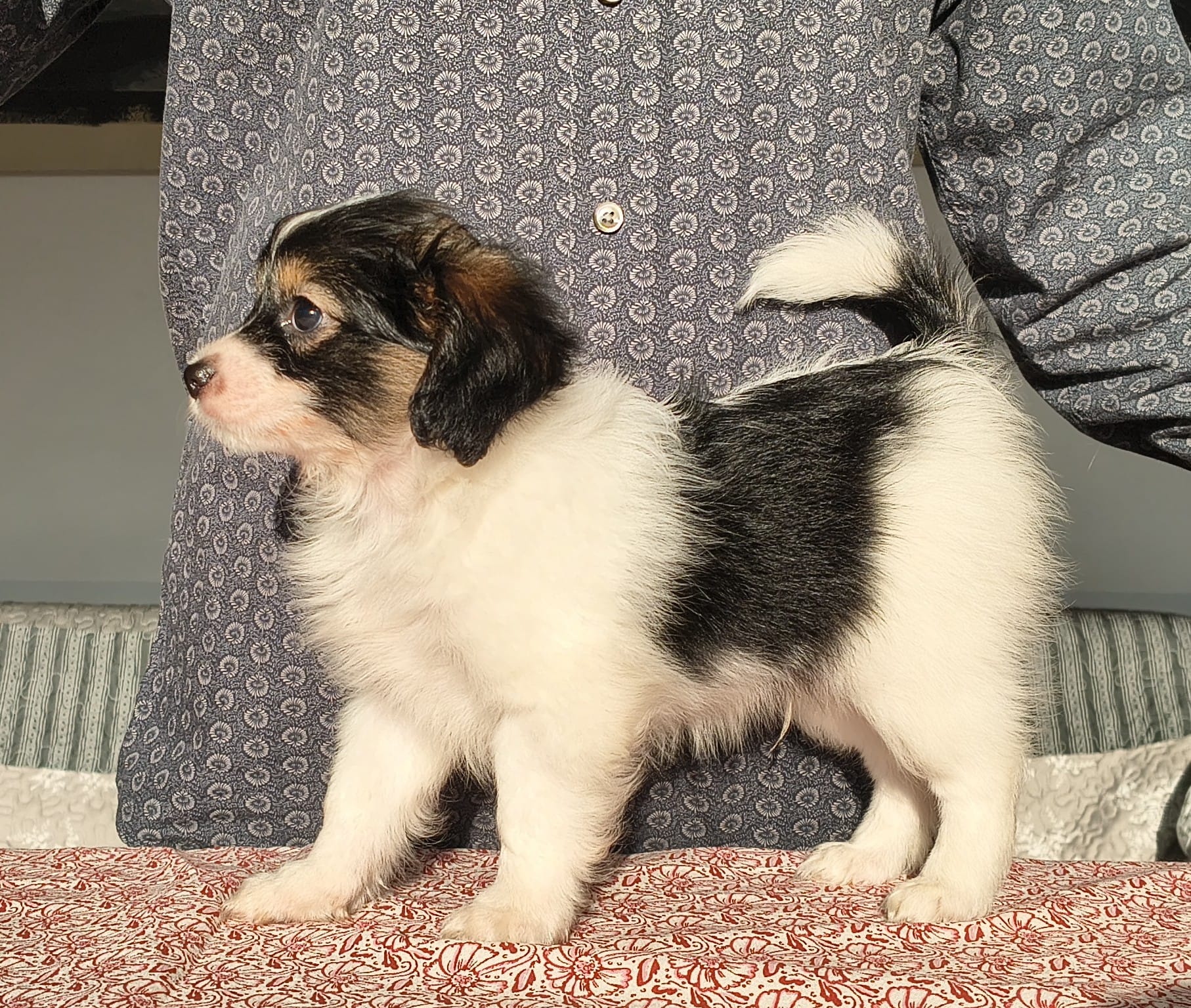 GONZALO-Abrazo-Alado-phalene-litter-G-2025-12-08-02