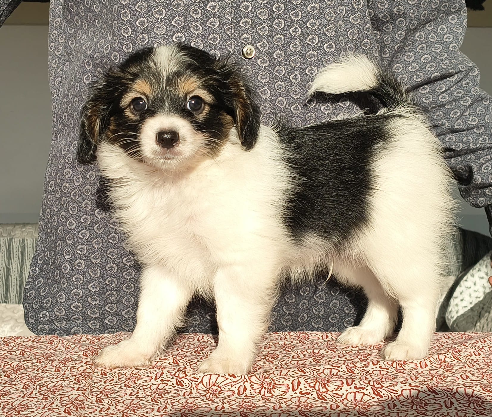 GONZALO-Abrazo-Alado-phalene-litter-G-2025-12-08-03