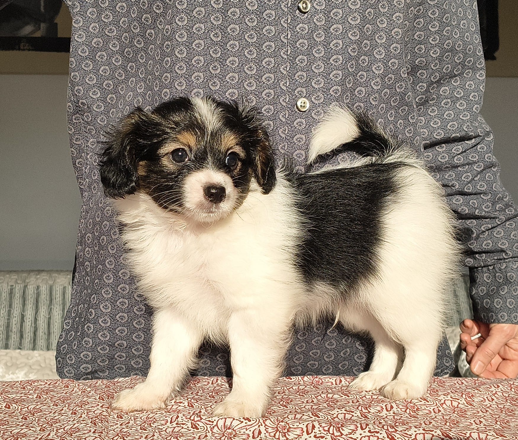 GONZALO-Abrazo-Alado-phalene-litter-G-2025-12-08-04